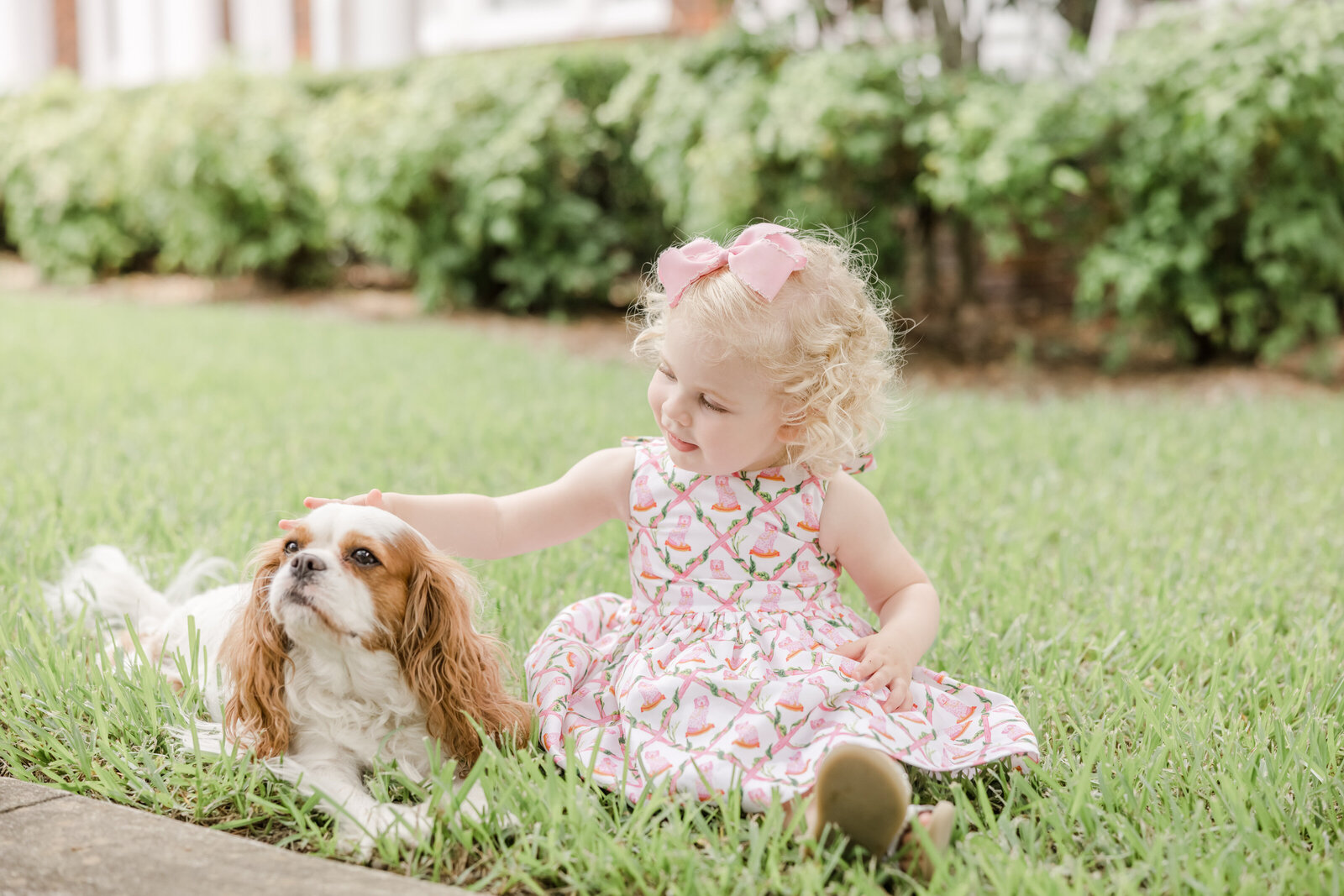 Toddler petting her King Charles Cavalier dog.