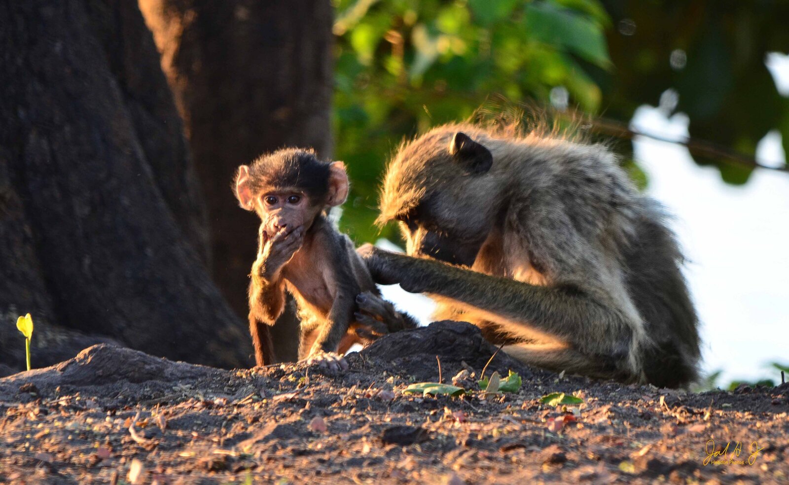 2013 Baboons