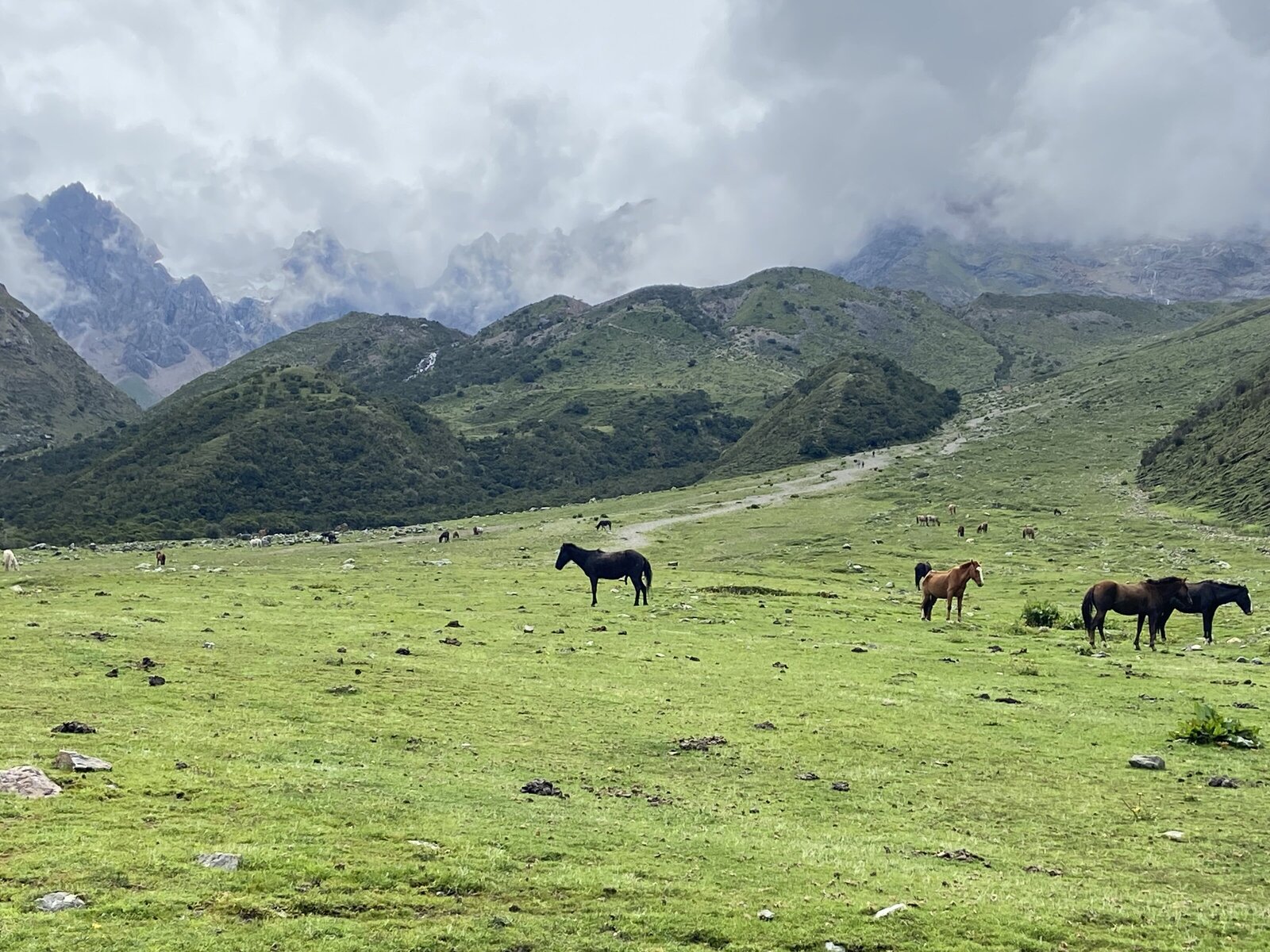 Horses Himalayas
