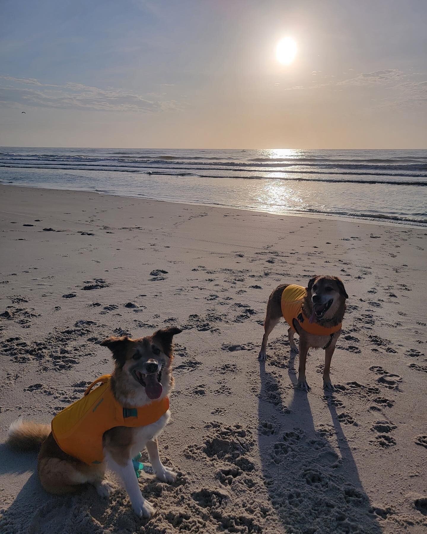 solloway-jax-beach-dogs