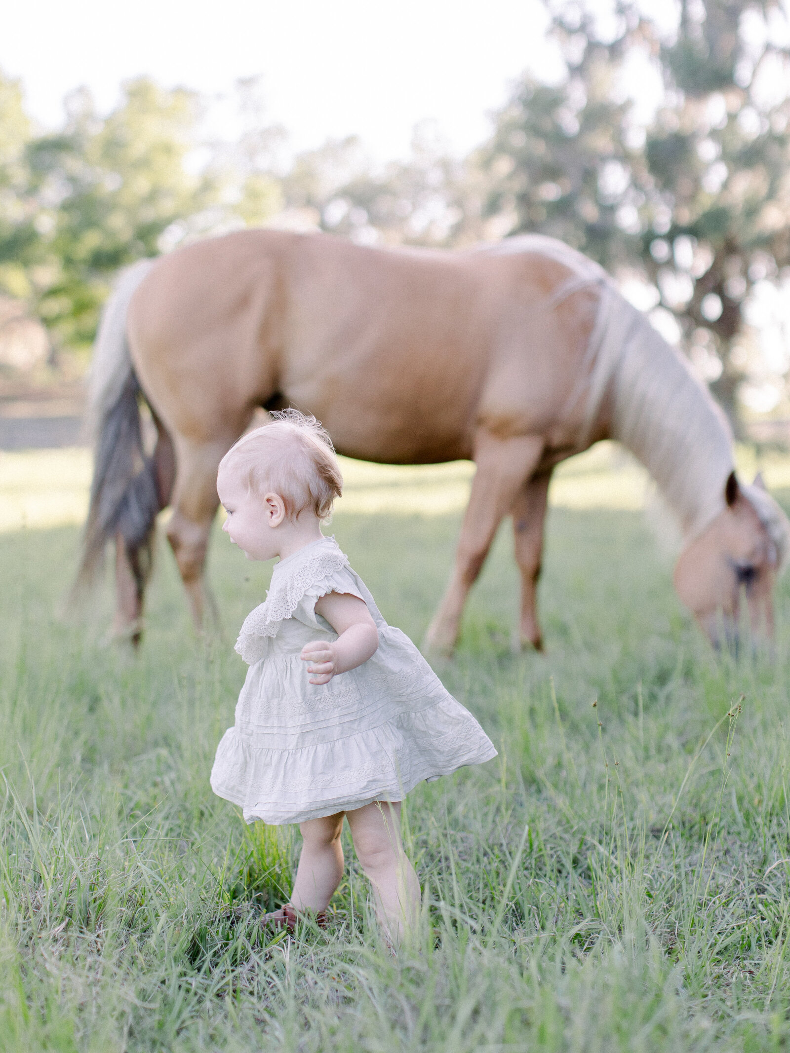 12 month old standing up in light sage ruffled dress, looking away as her horse grazes behind her on a horse farm in soft afternoon light by NH newborn photographer Fieldstone Studio.