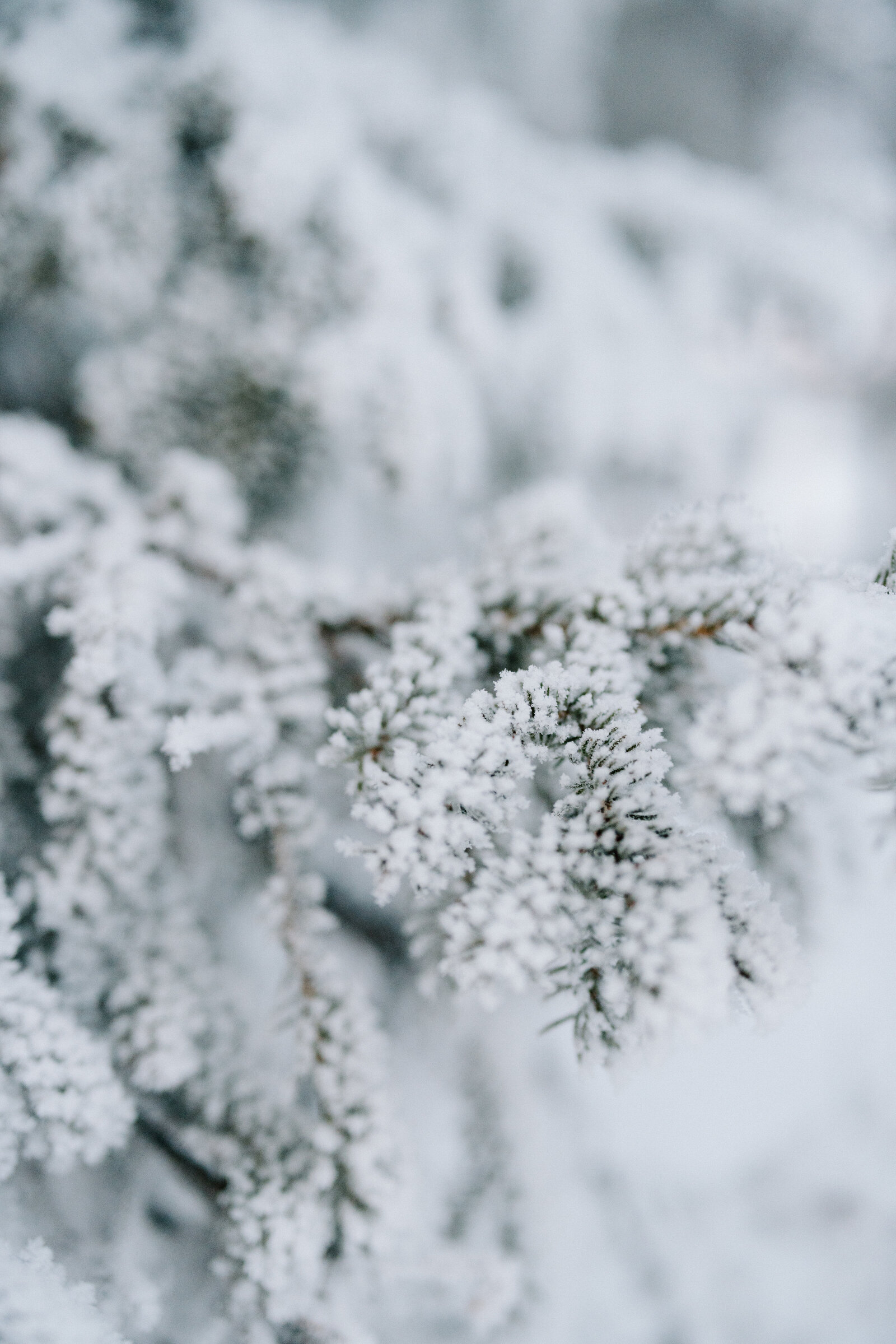 fotograf-i-kiruna-porträttfotograf-familjefotograf-gravidfotograf022