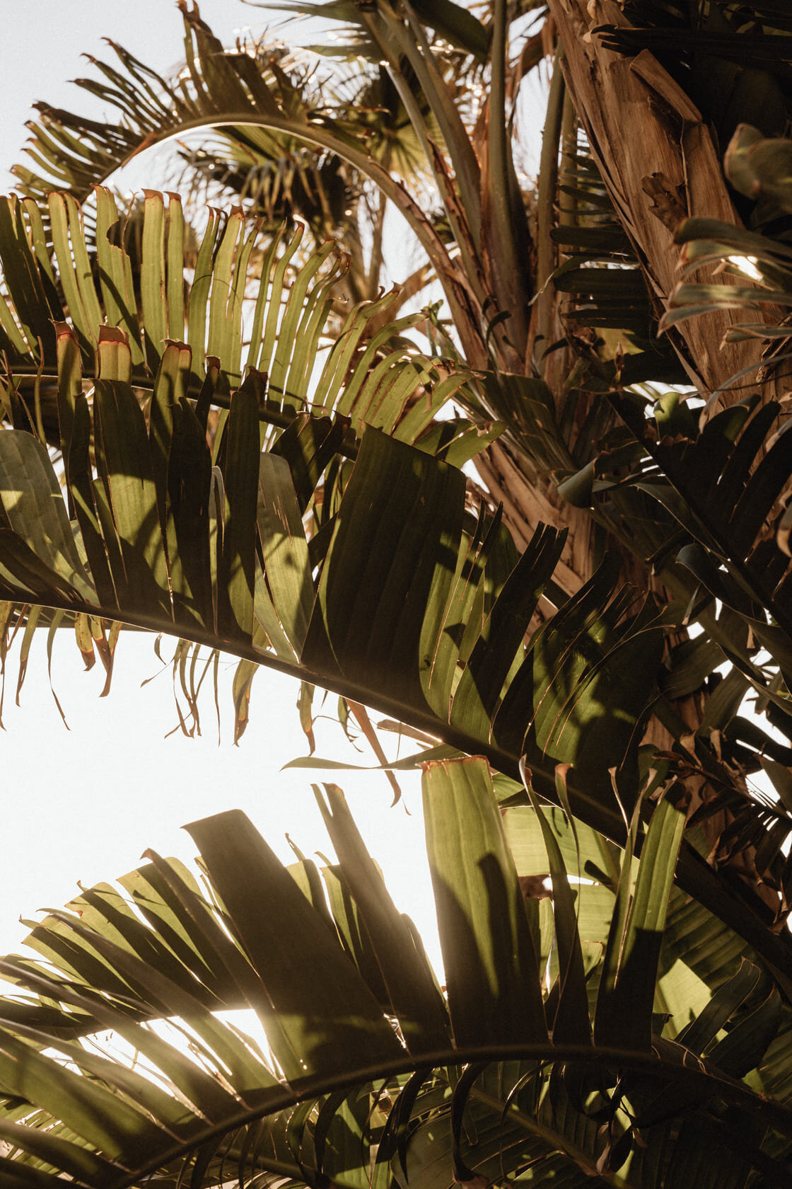 kaboompics_tropical-vibes-of-malta-a-collection-of-palms-cacti-and-succulents-perfect-for-backgrounds-31287
