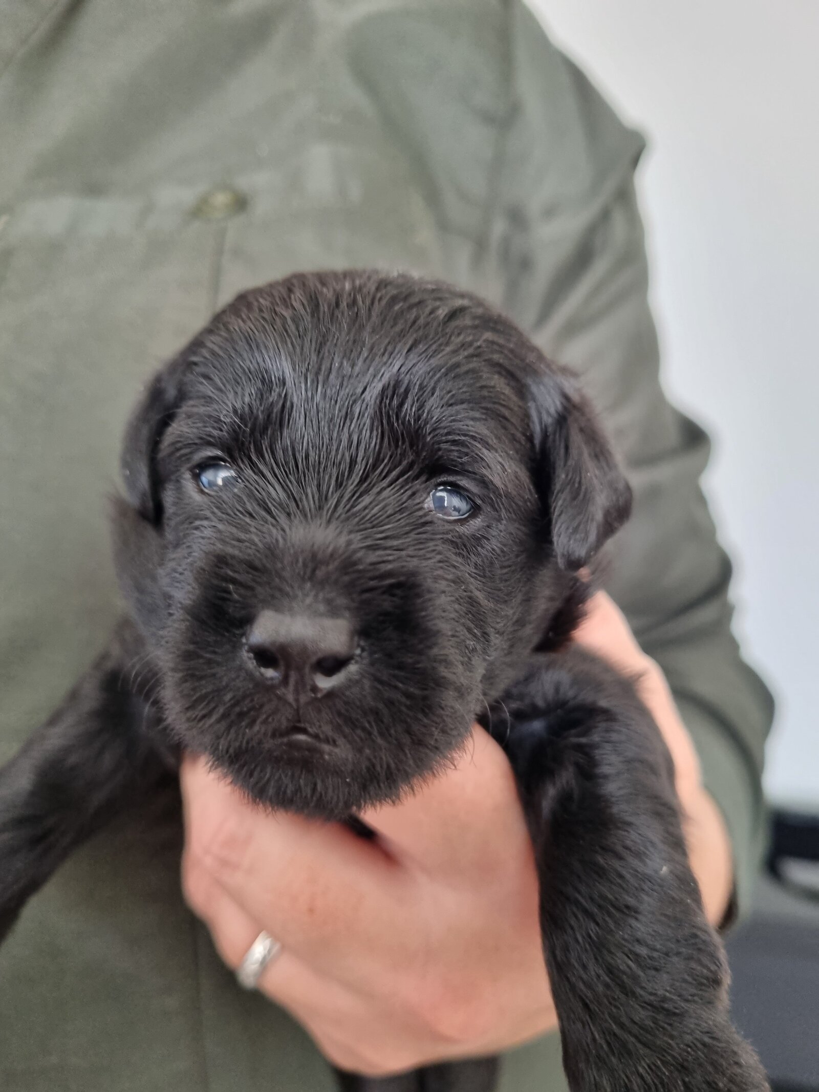 farmstay-dogs-schnoodle-breeders-schnoodle-puppies-nsw29