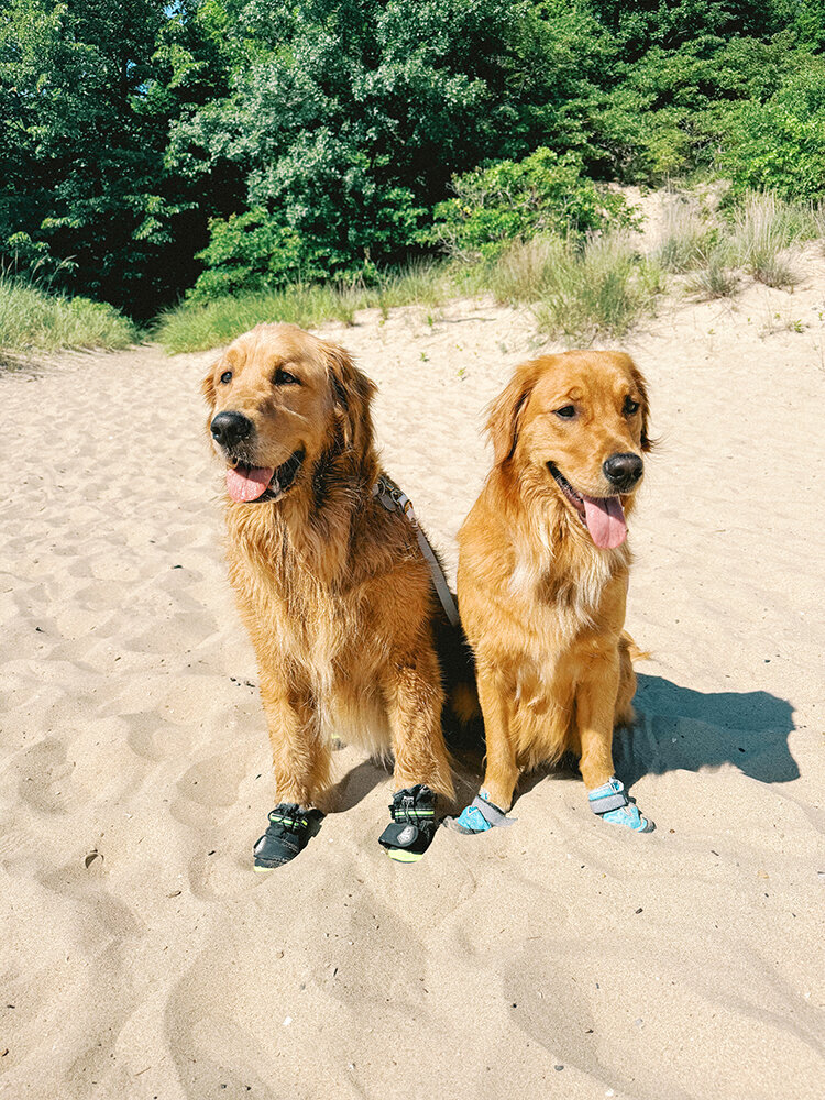two golden retrievers 