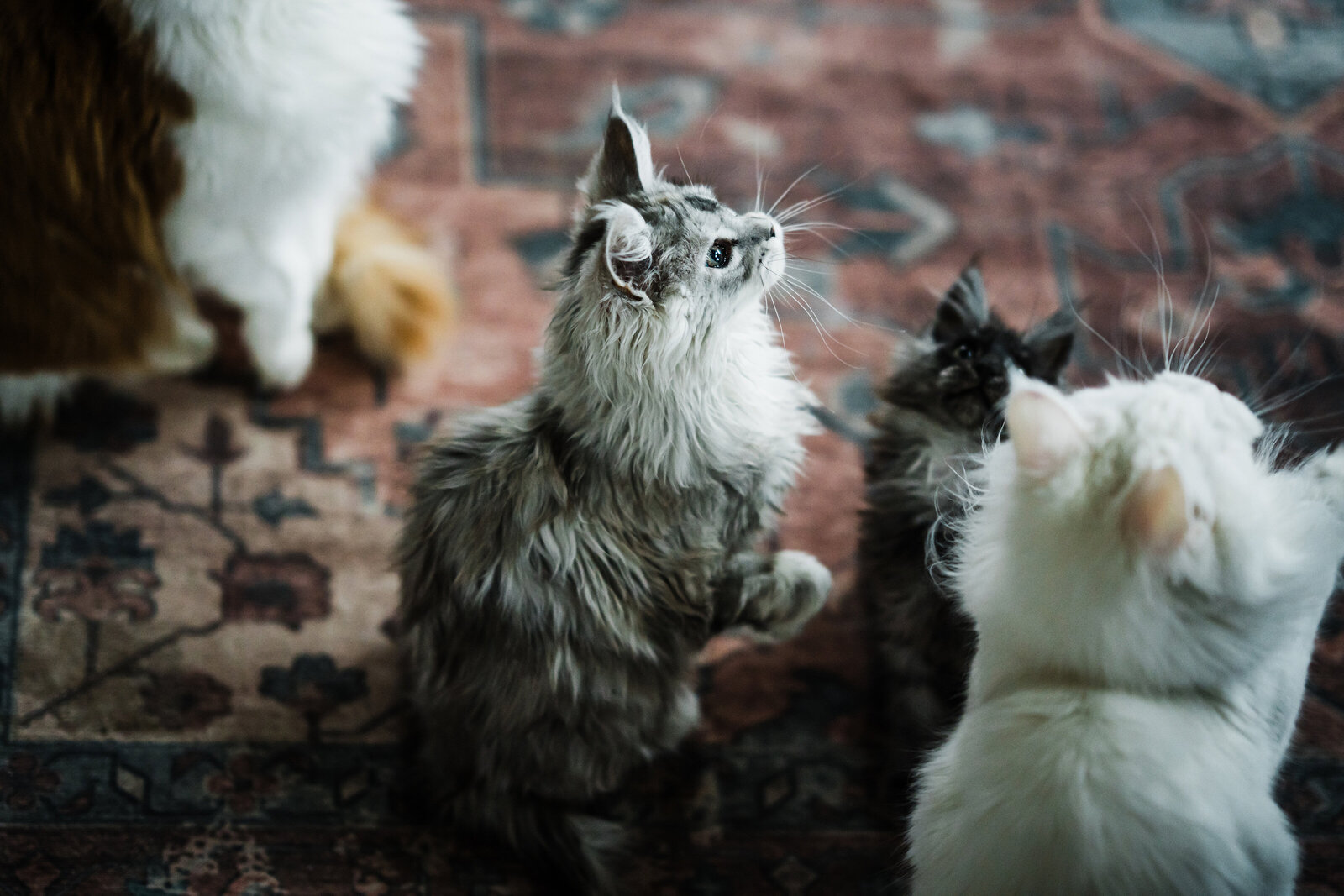 Many Maine Coon Kittens of different ages playing together at home in Wisconsin.
