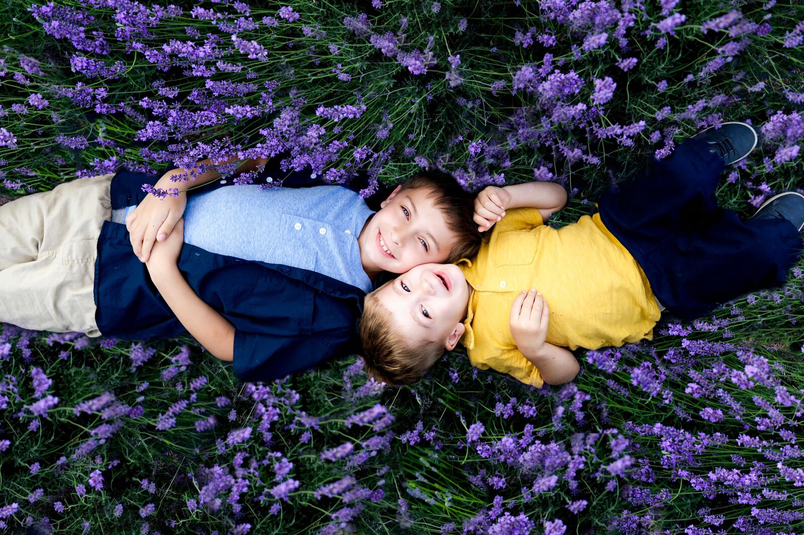 brothers in a lavender field in sykesville, maryland