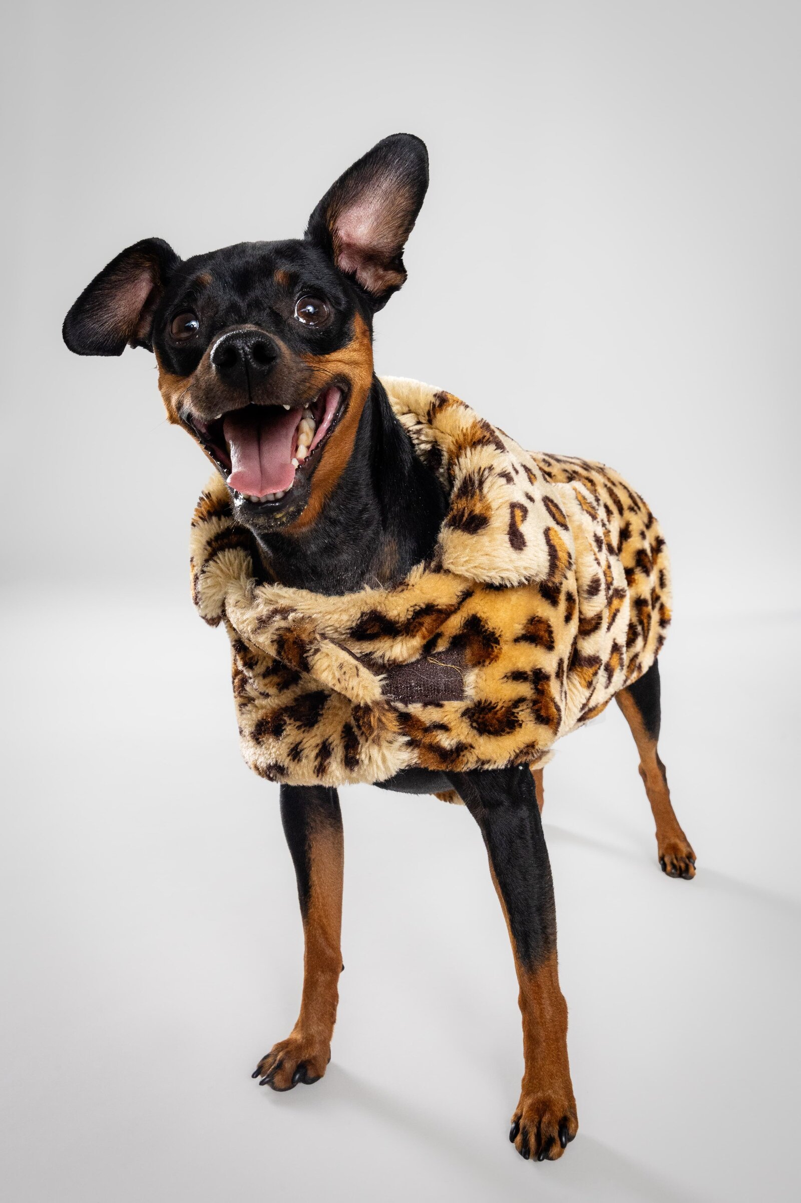 The Beloved Pup Photo Studio - Birmingham, Alabama Commercial Dog Photographer 25