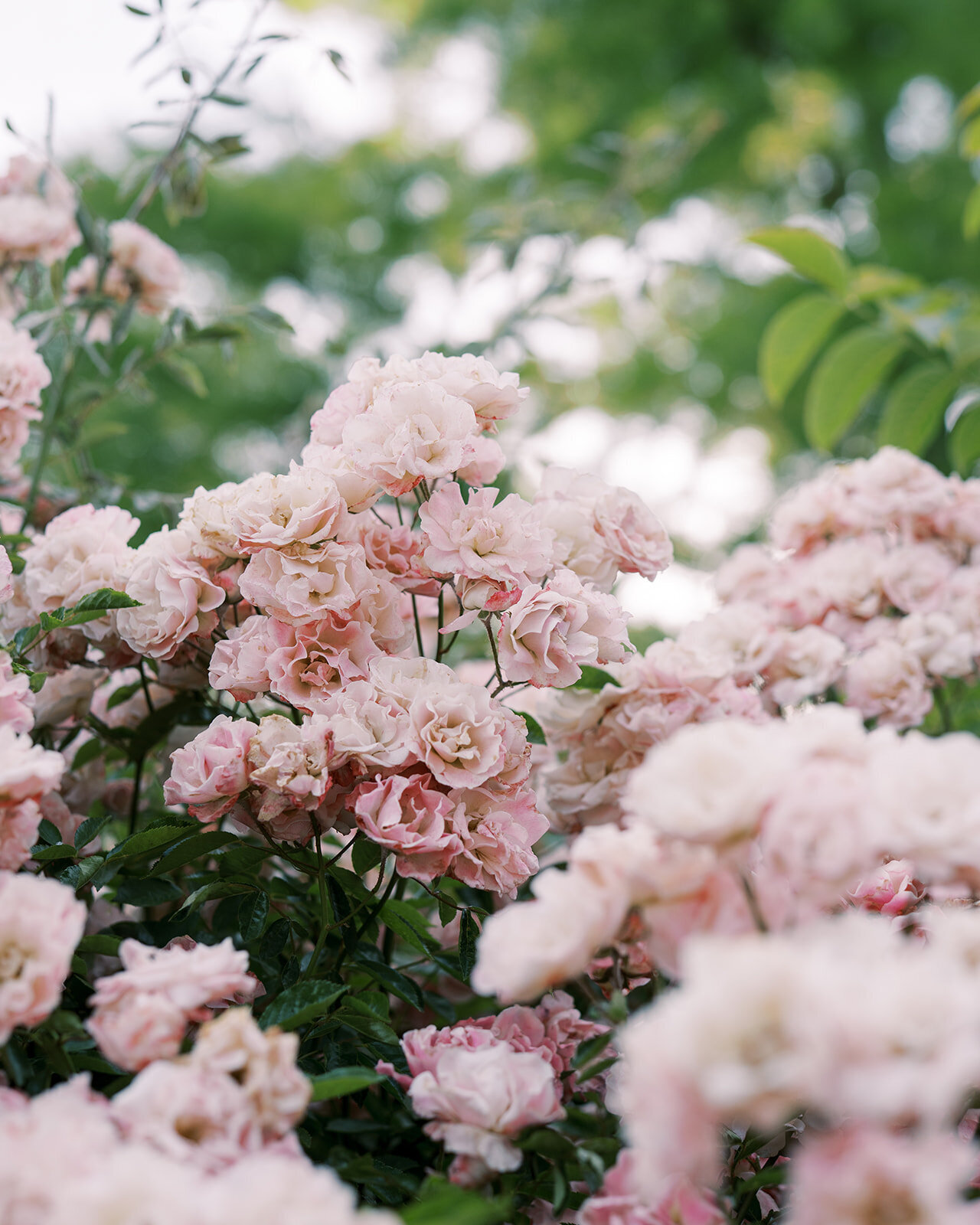 Boise Garden & Landscape Design3