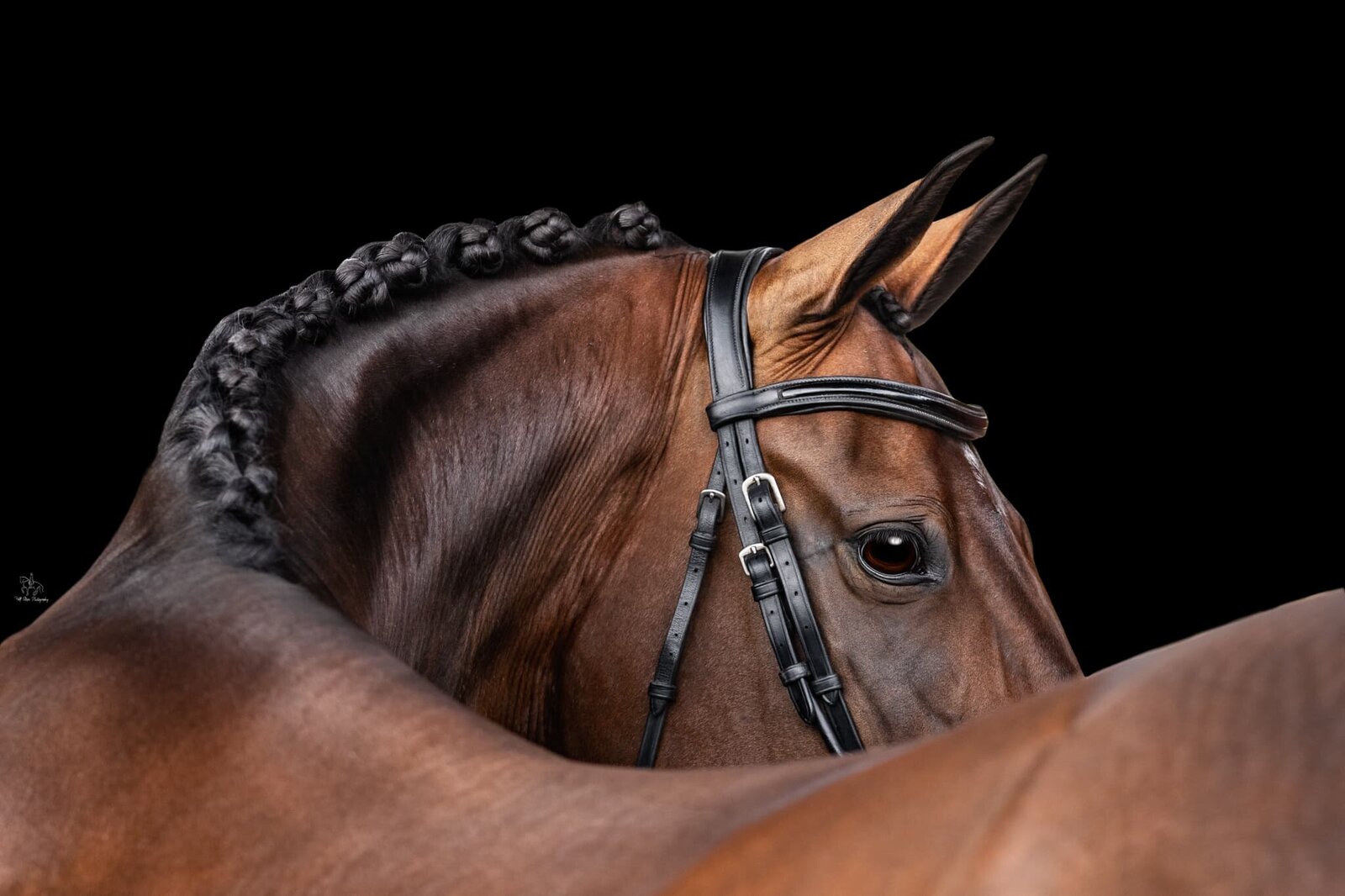 (48) Sydney royal show horse photoshoot