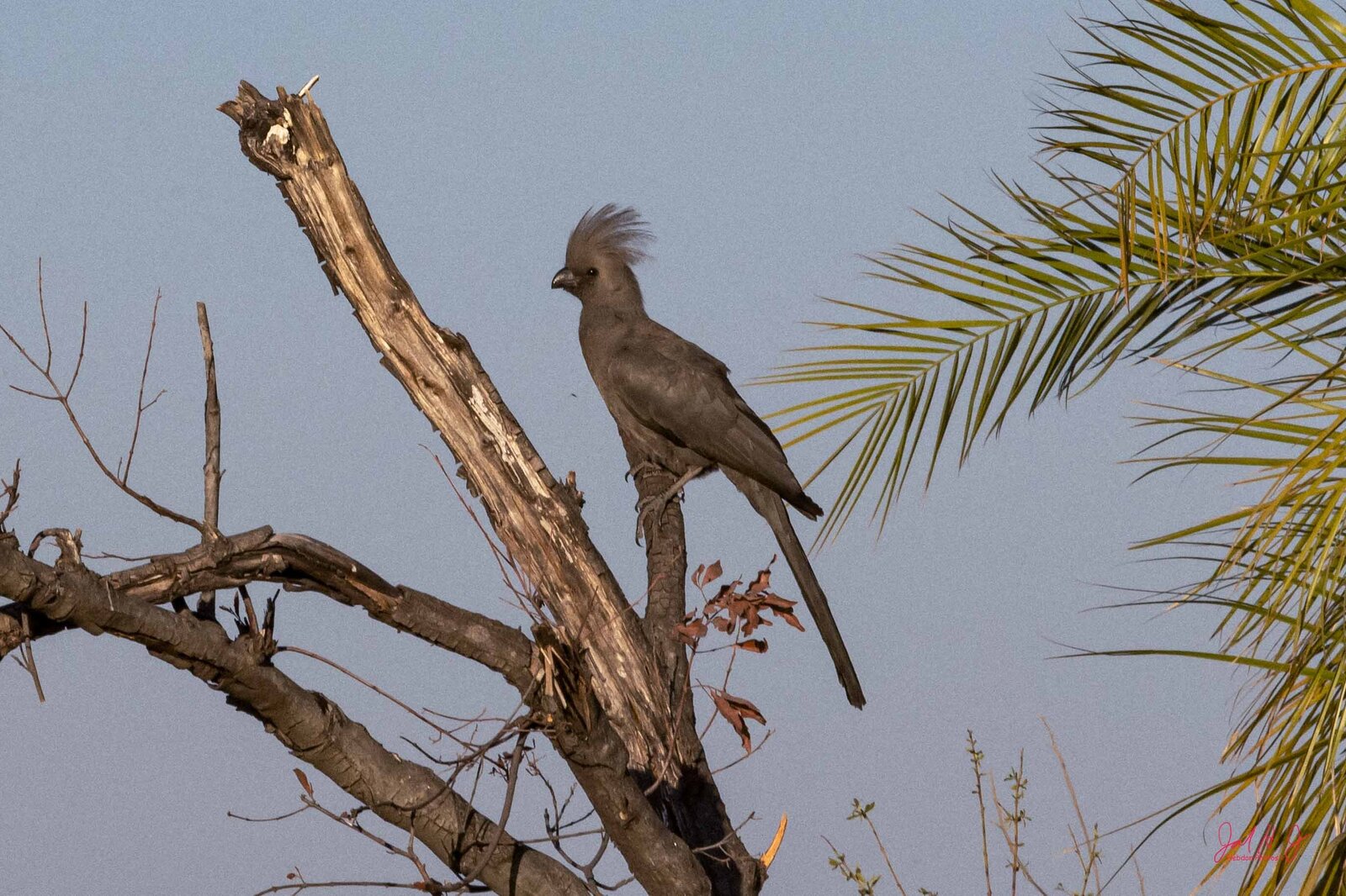2019 Bird (2)