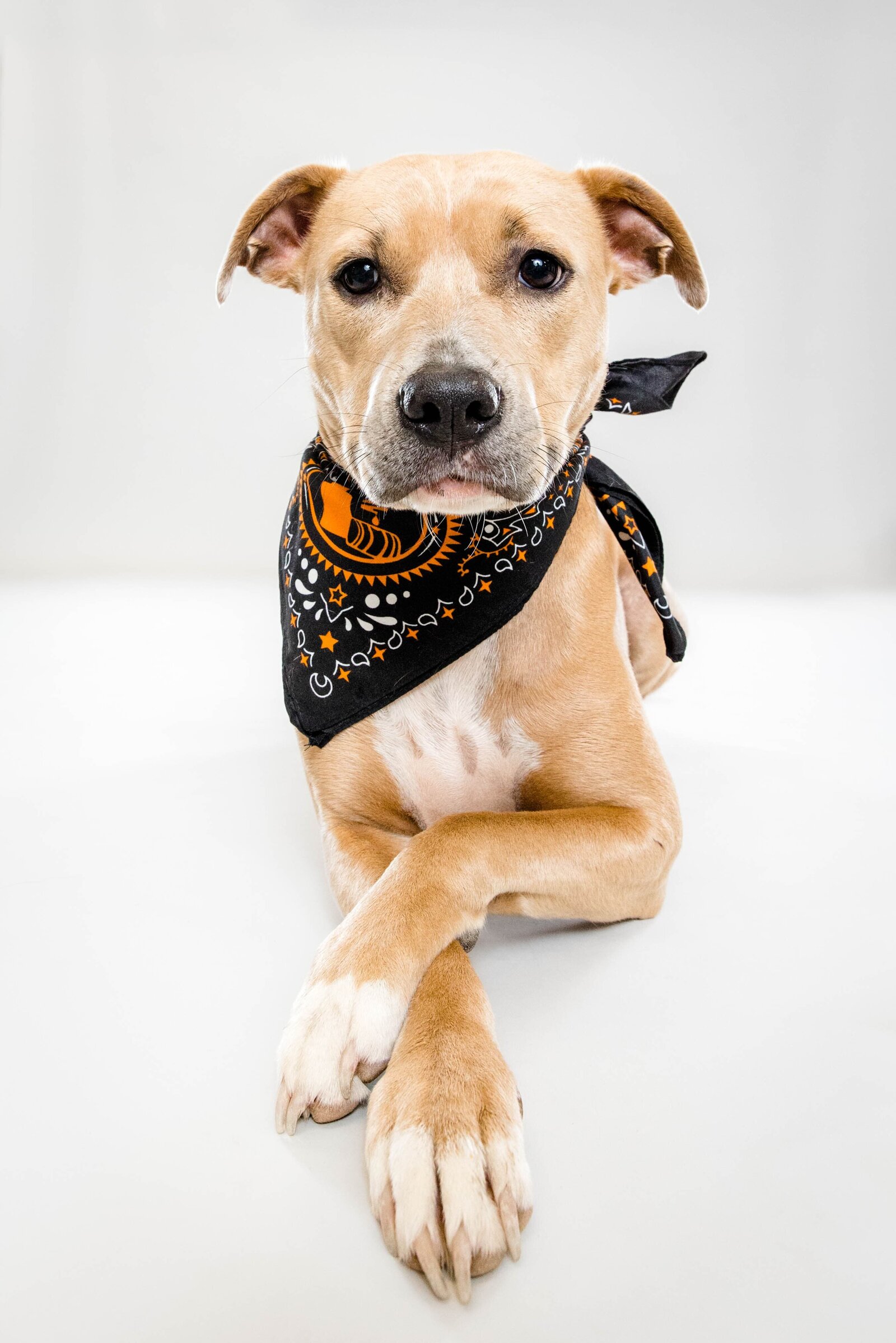 The Beloved Pup Photo Studio - Birmingham, Alabama Commercial Dog Photographer 13