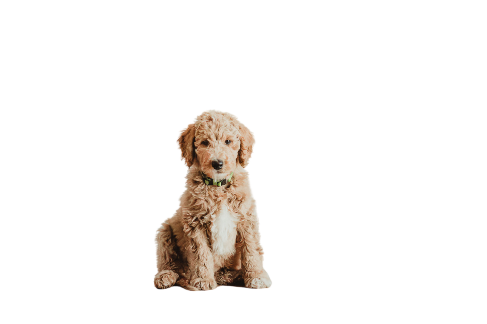 Apricot Abstract Poodle Puppy Sitting