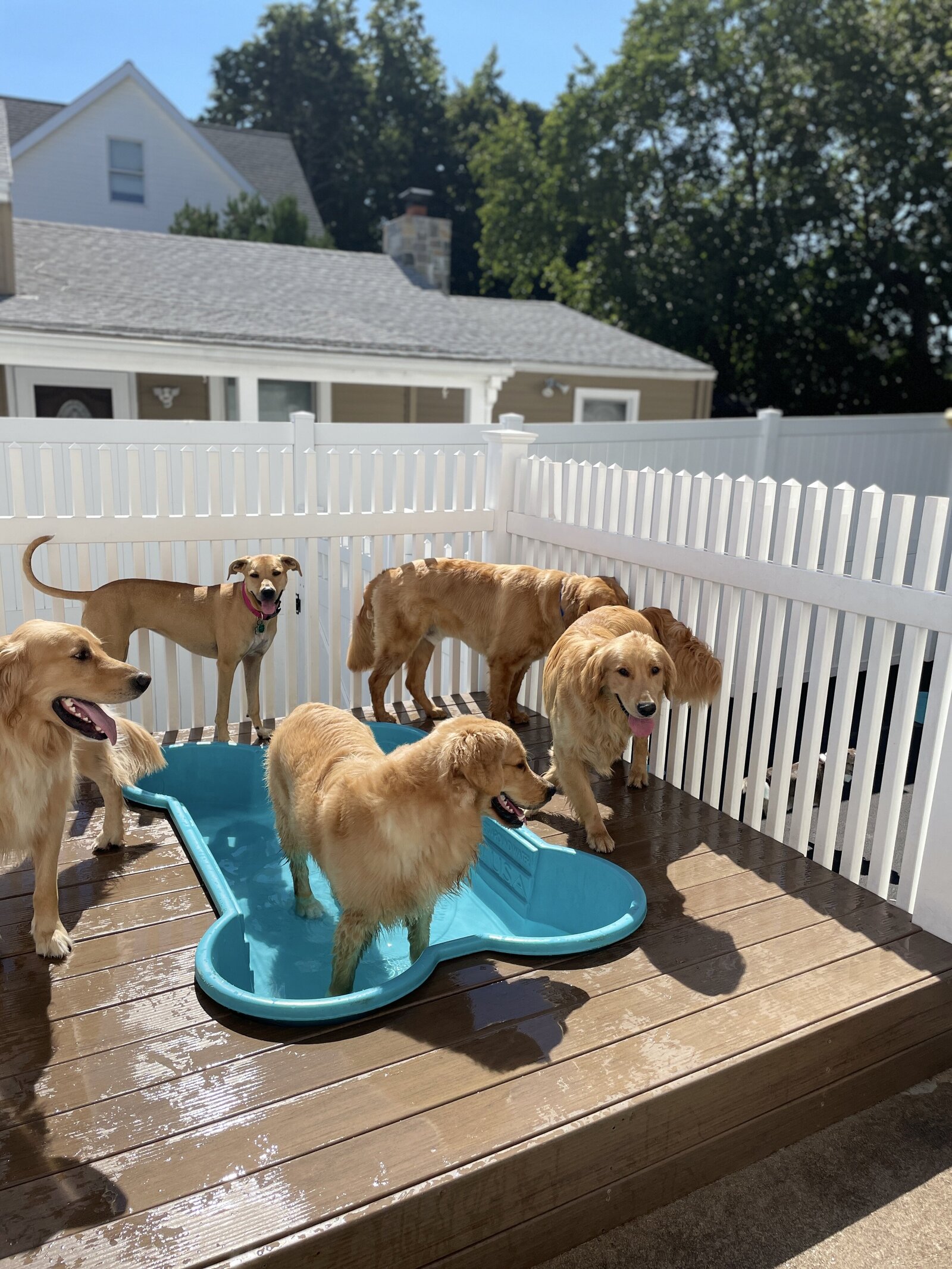 SpotOnVet_Dog Daycare_Pool (3)