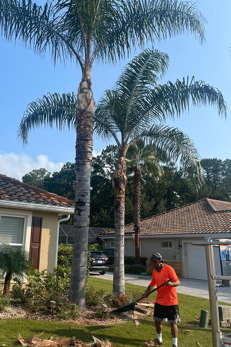 We-trim-palm-trees-on-the-east-coast