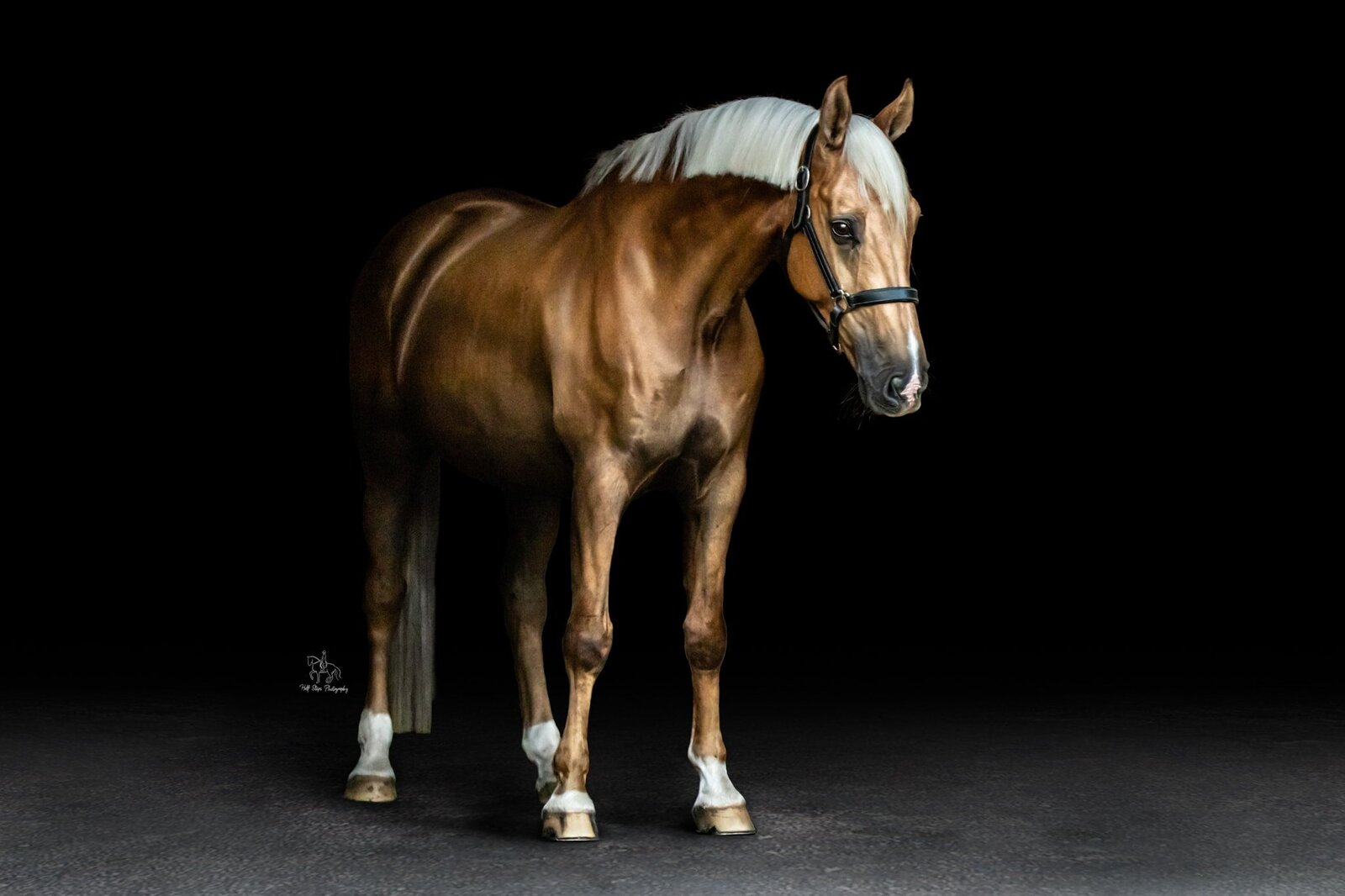 48. Palomino Black Background Horse Photoshoot Half Steps Photography
