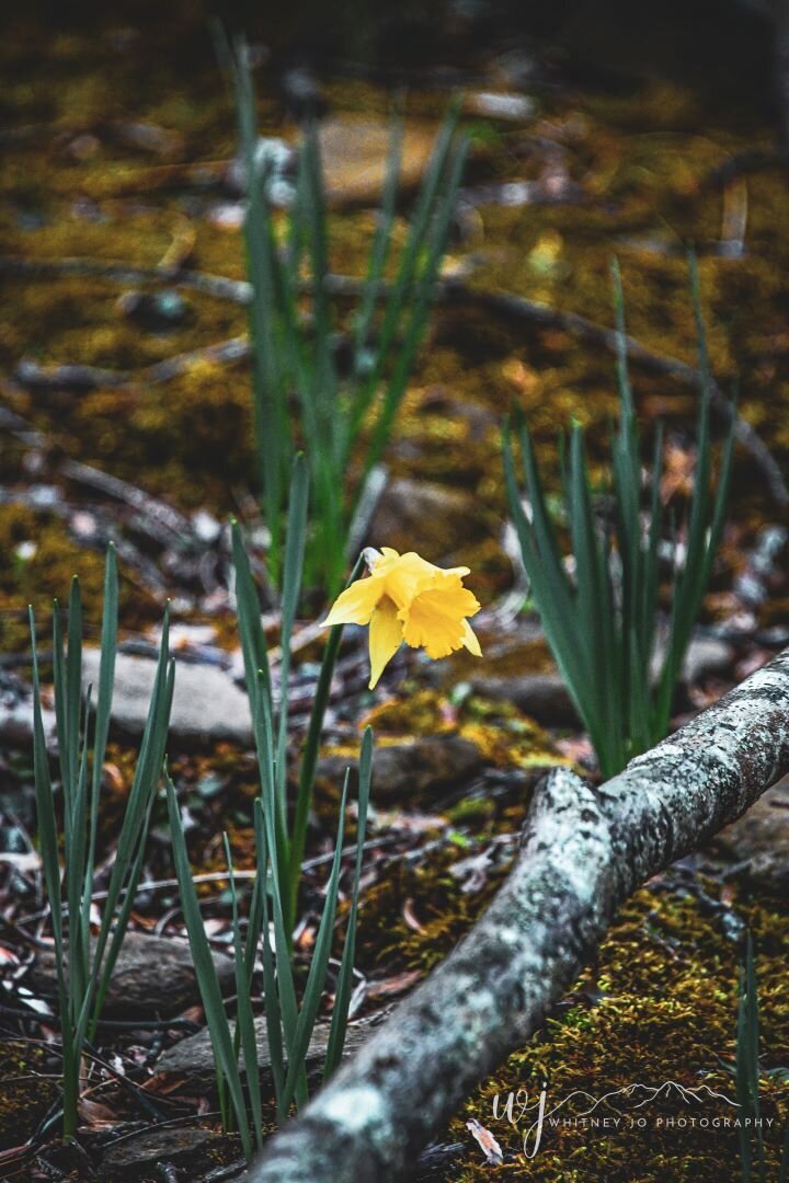 Spring Great Smoky Mountains