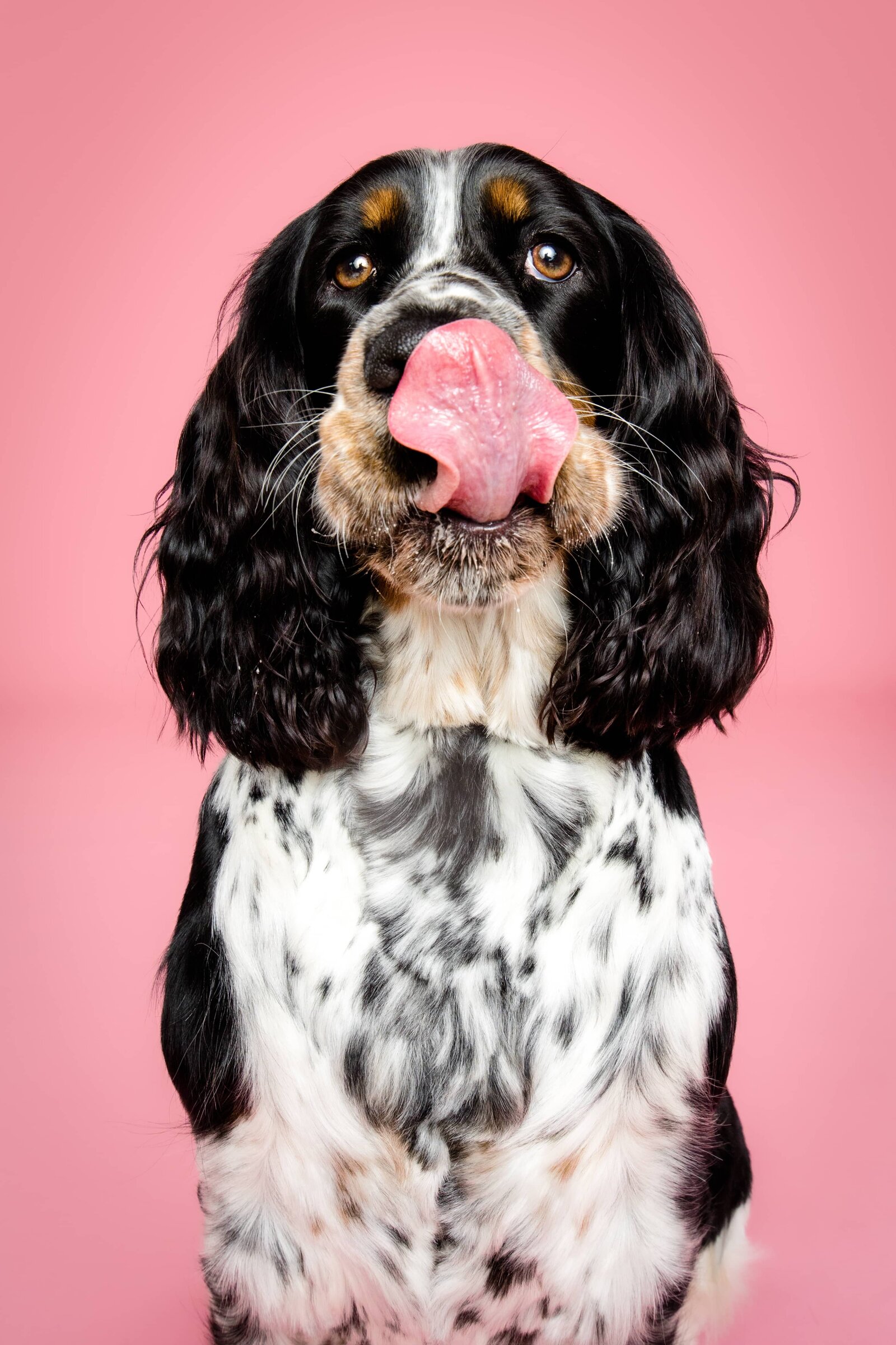 Galleries - The Beloved Pup Photo Studio Alabama Dog Photographer 5