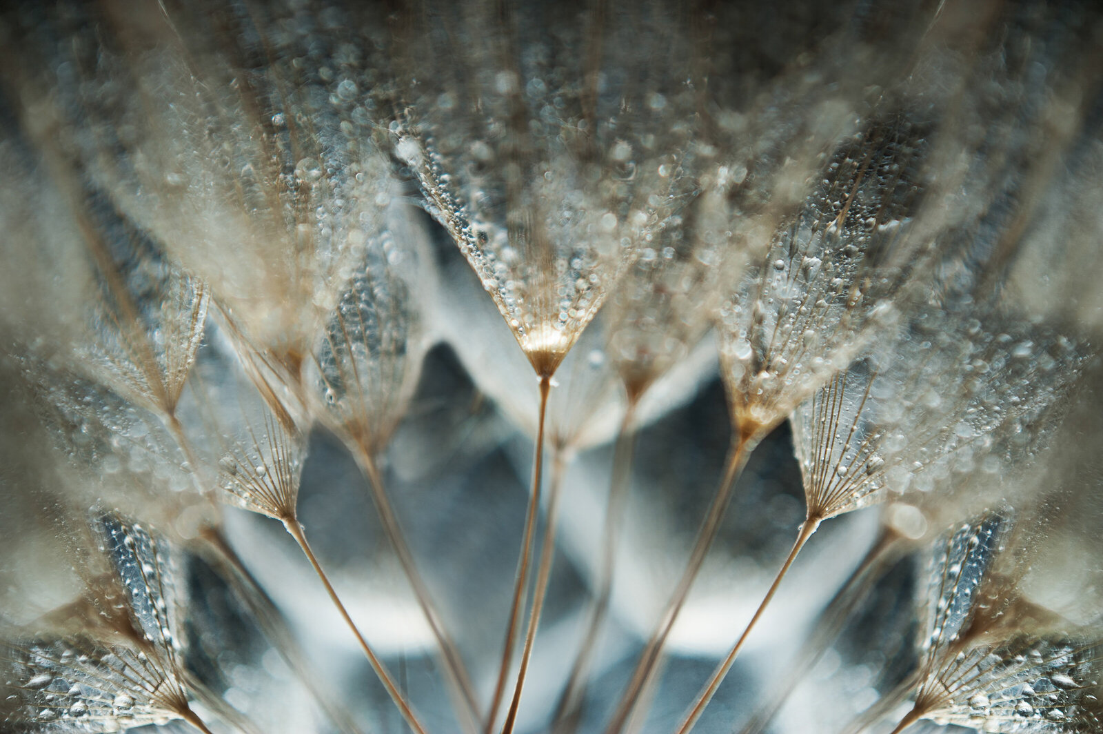 liz allen photography droplets on dandelion-4