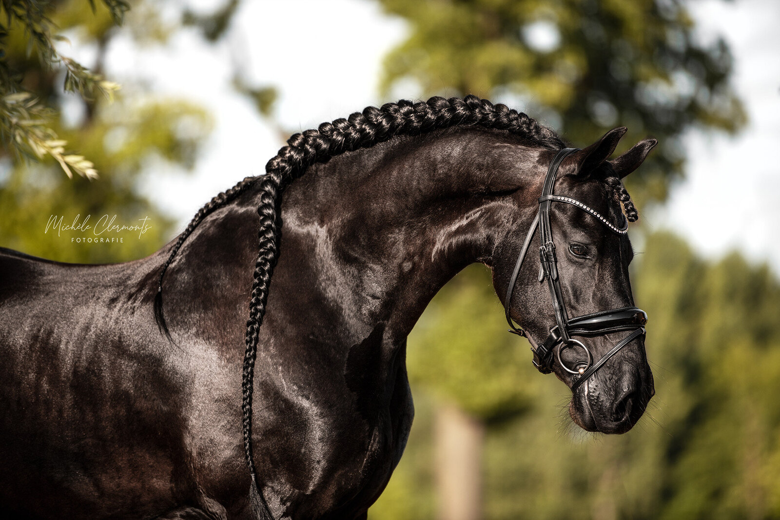 DSC_6514a-paardenfotografie-michele-clermonts-fotografie