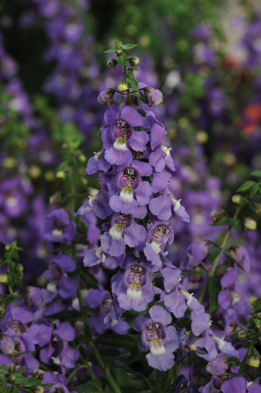 Angelonia-Serena-Blue2