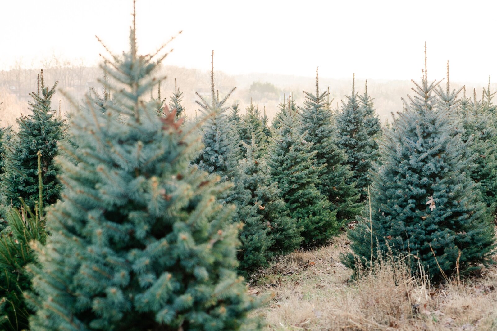 ChrsitmasTree_3
