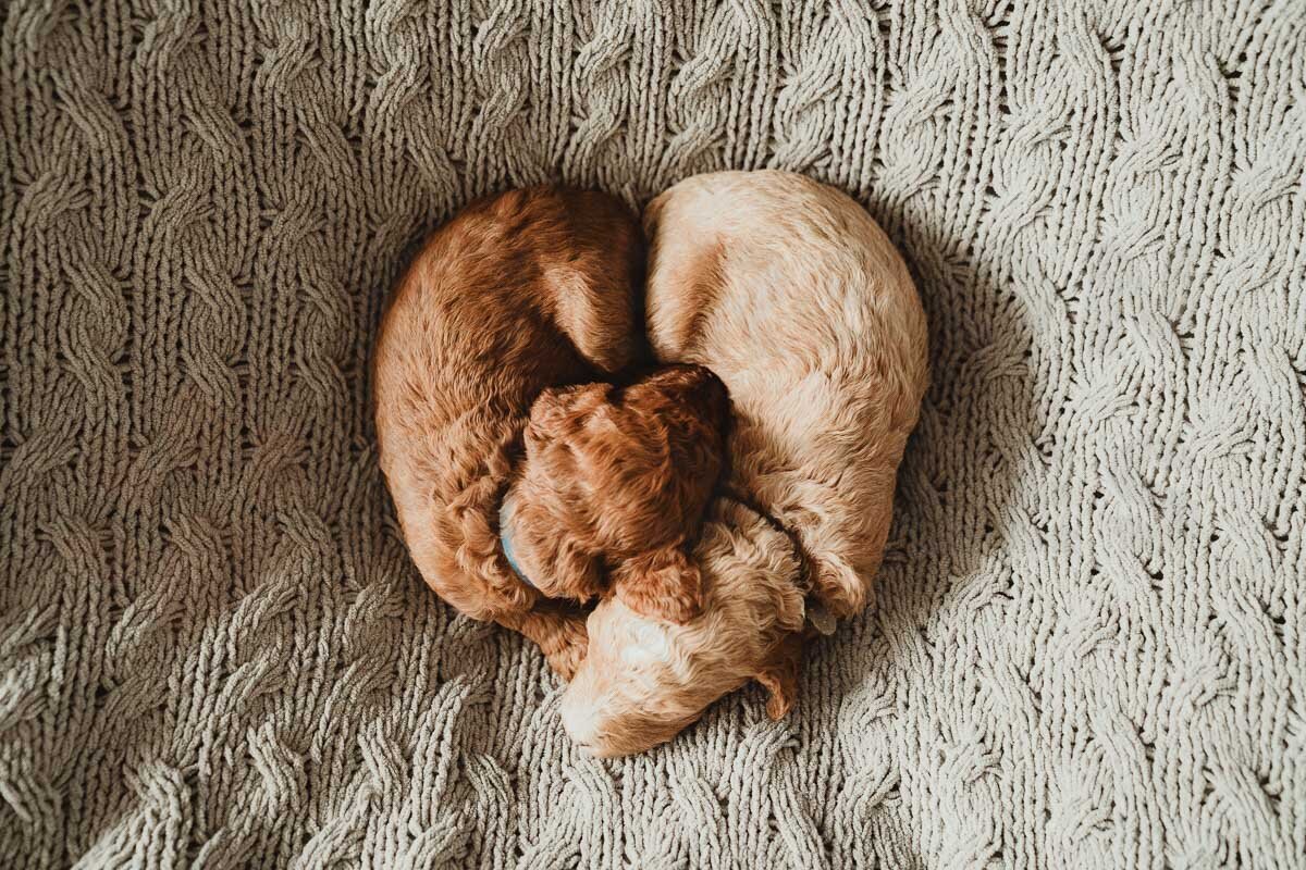 Intense Red Abstract Standard Poodle Puppies-15