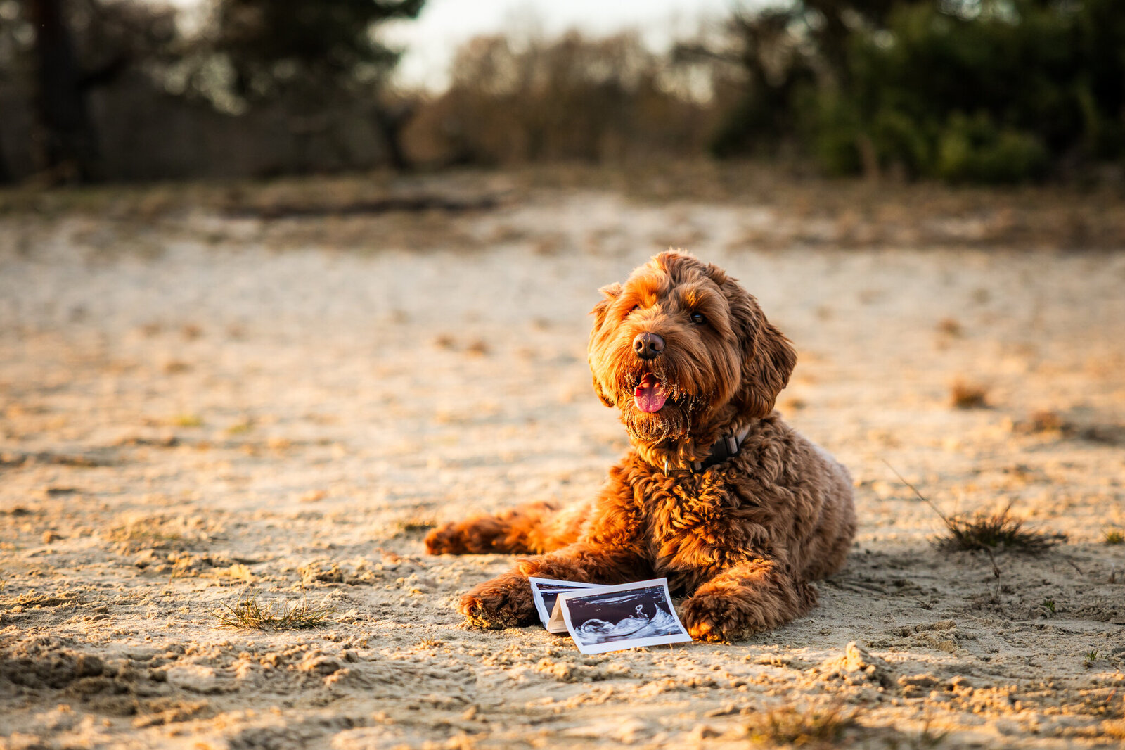Zwangerschapshoot Den Bosch Goldenhour-3