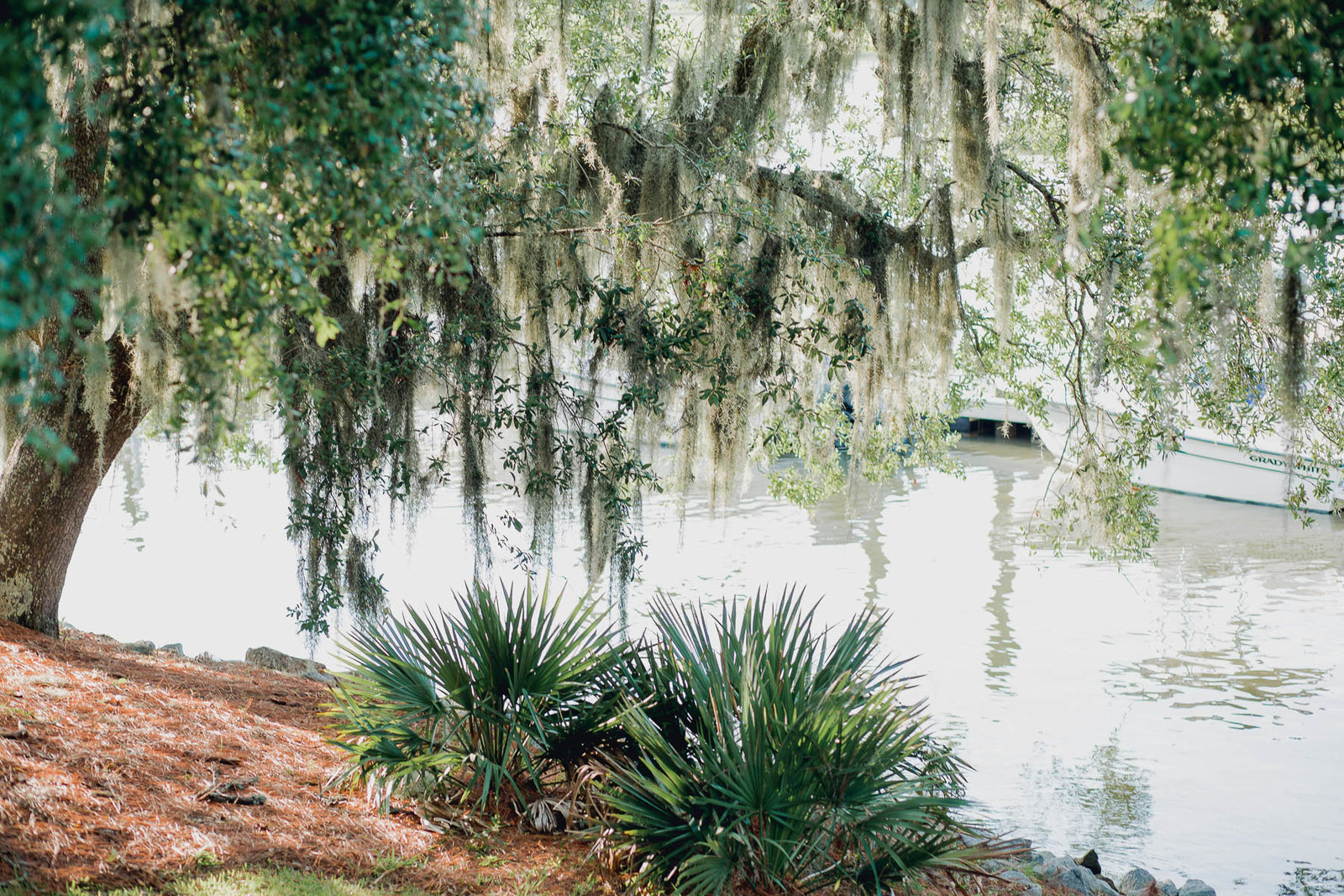 Oak tree hangs over water, Creek Club at I'on, Charleston, South Carolina