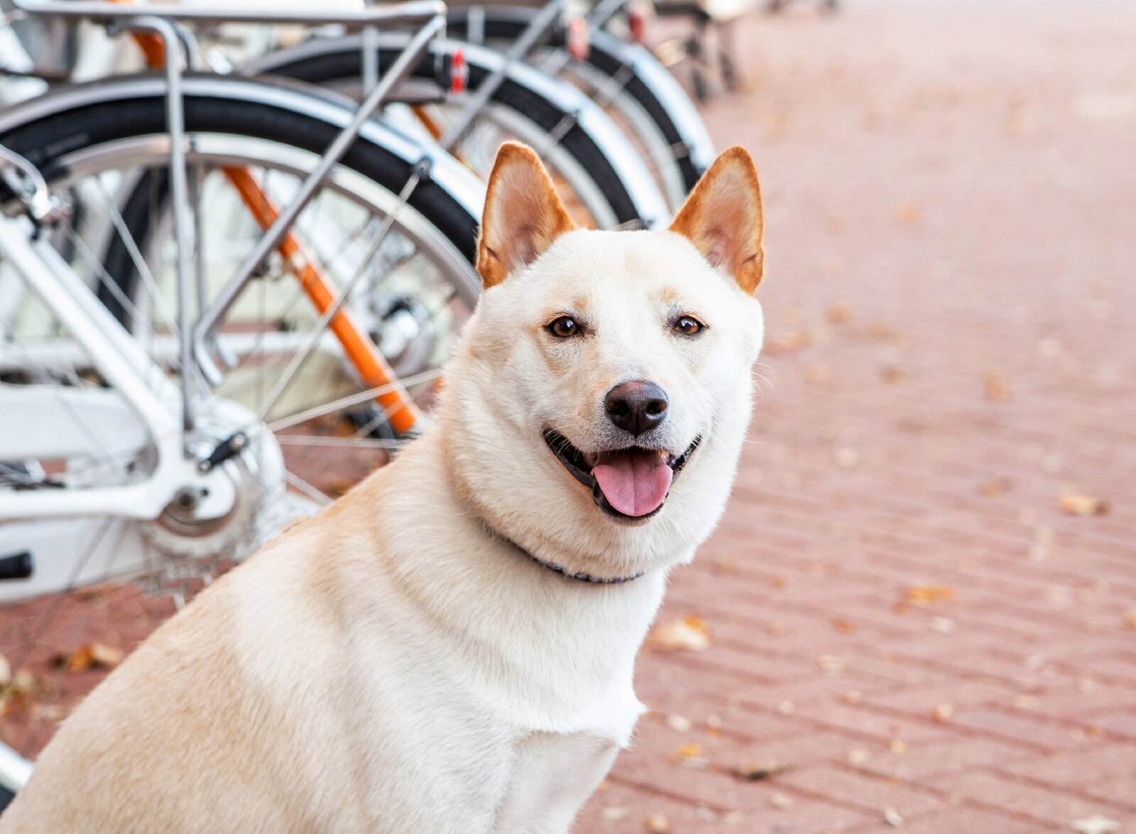 Karra Kostya Photo - Hounds Hashtag Headshots_0210