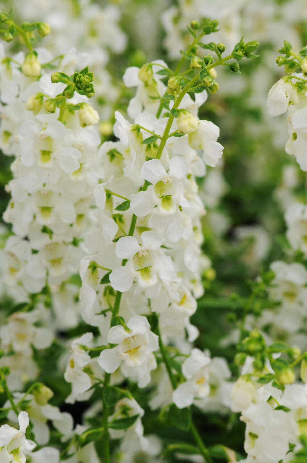 Angelonia-Serena-White--11