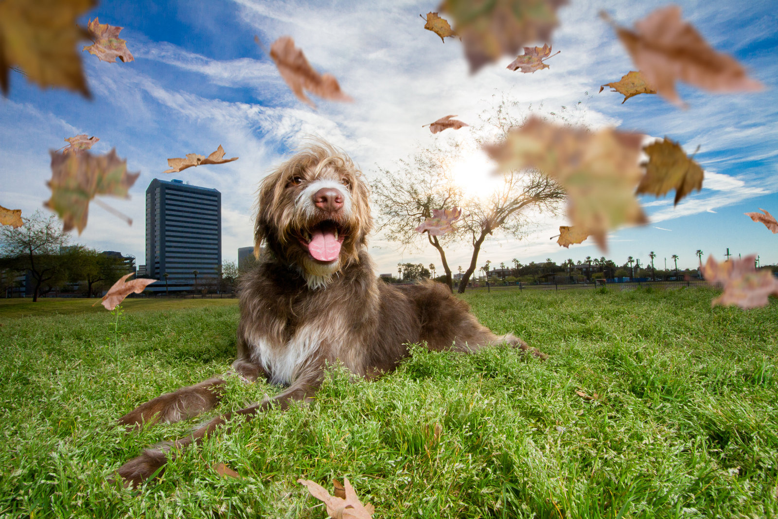 Phoenix AZ Pet Photography_13