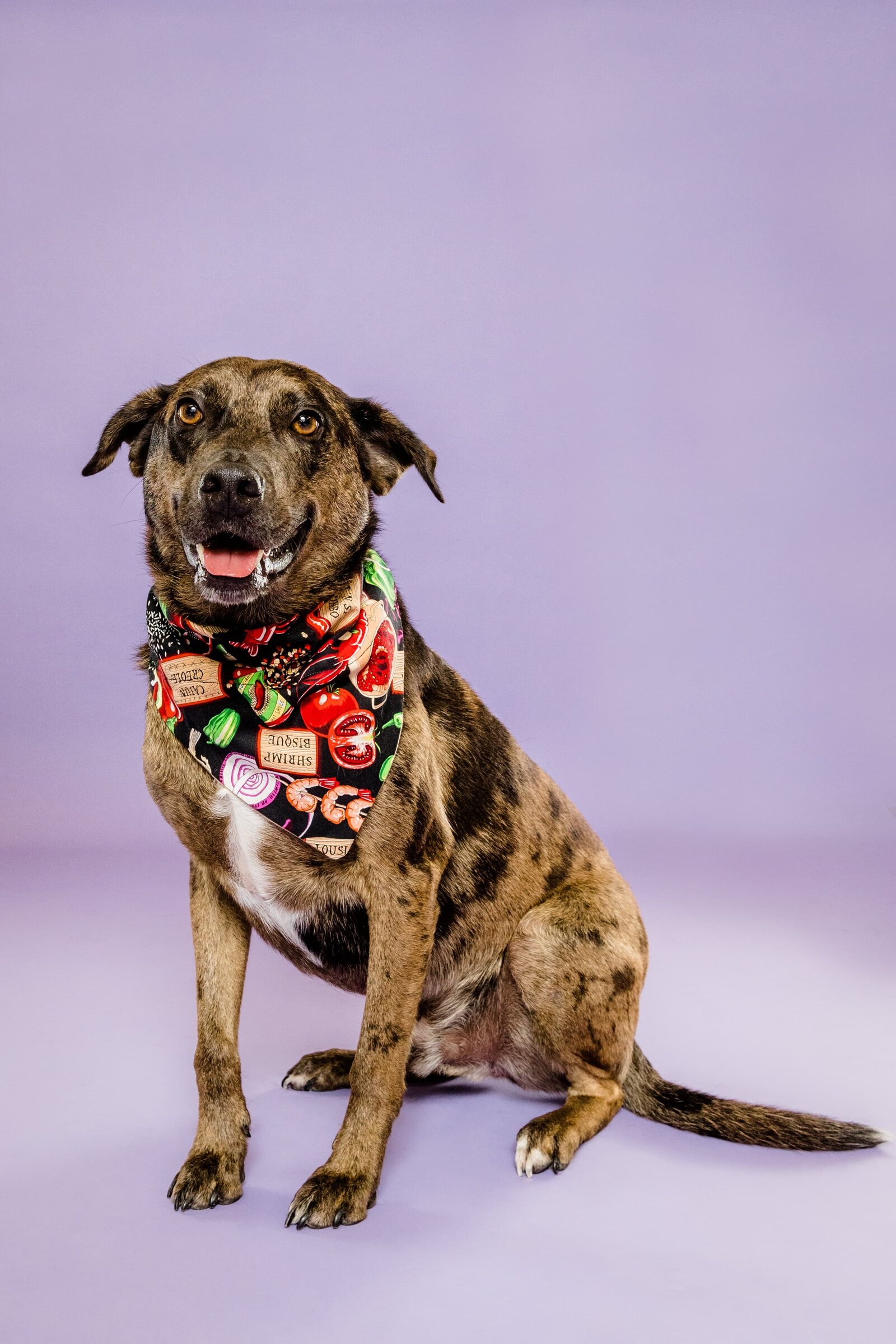 The Beloved Pup Photo Studio - Birmingham, Alabama Commercial Dog Photographer 5