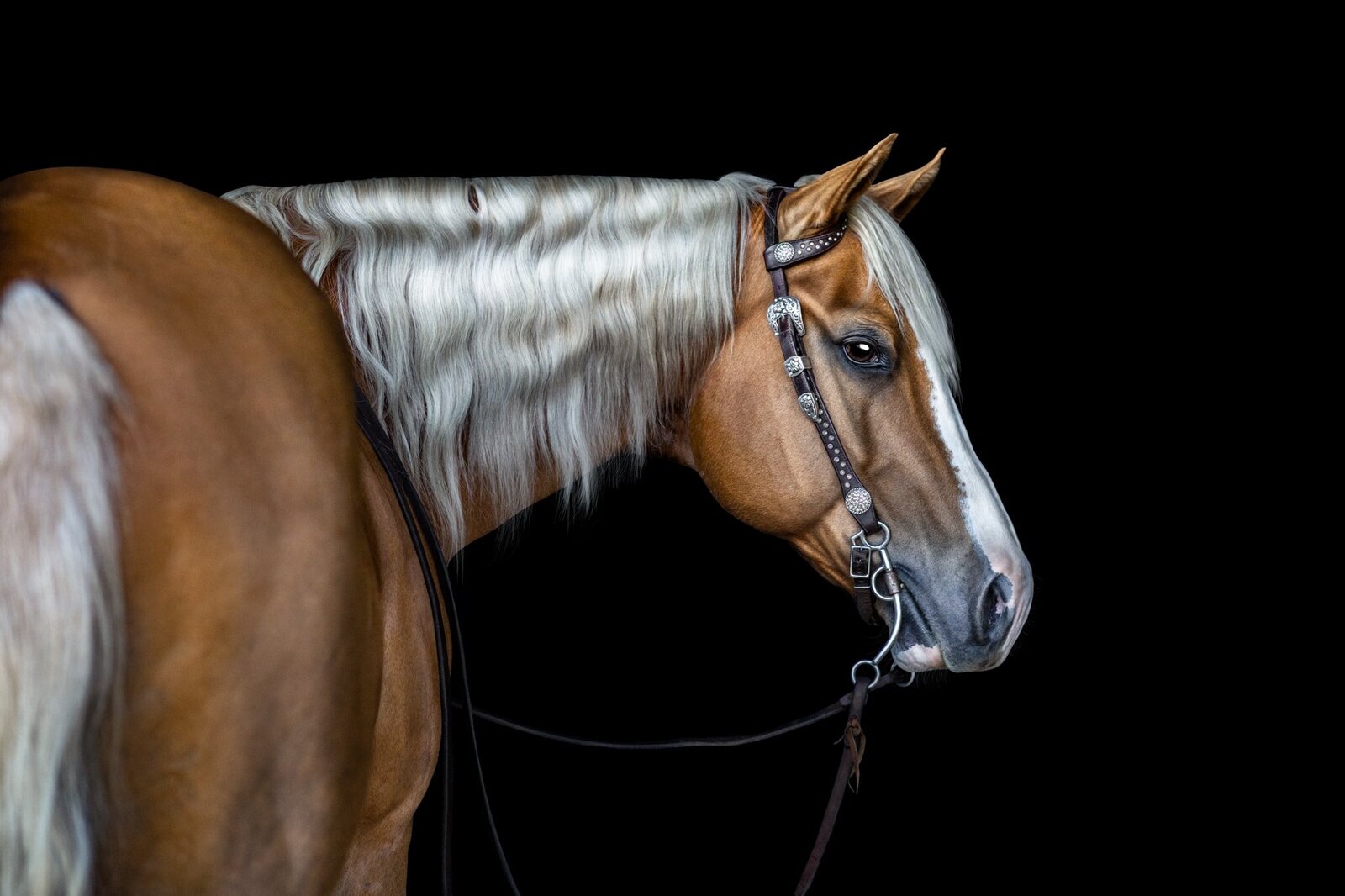 (27). Palomino horse looks behind him in black background photoshoot Half Steps Photography