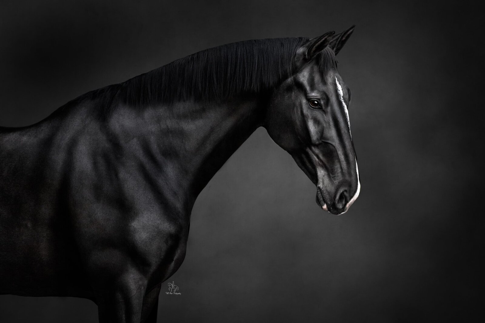 (12) Sydney black horse on black background photoshoot