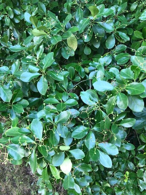 Euonymous green
