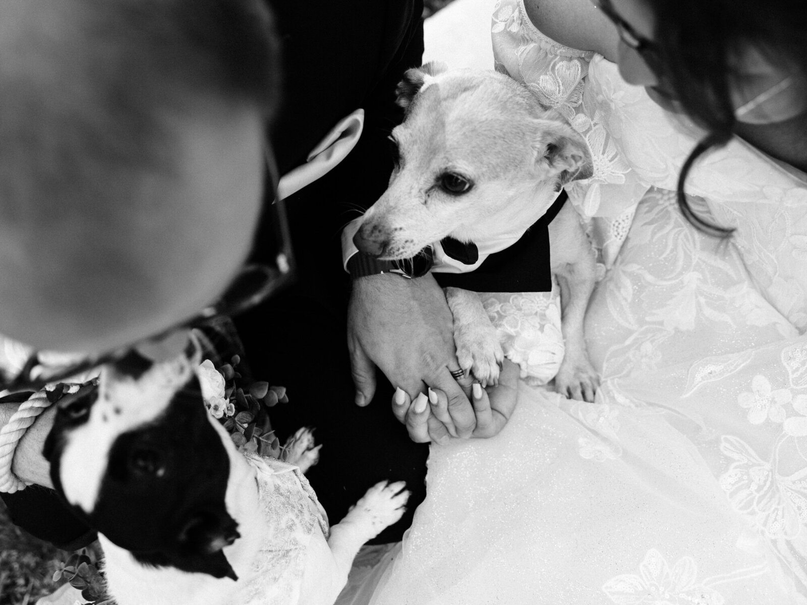 A black and white photo by an Eau Claire Wedding Photographer shows a bride and groom sitting closely, holding two small dogs dressed in wedding attire, as the couple lovingly gazes at their pets.