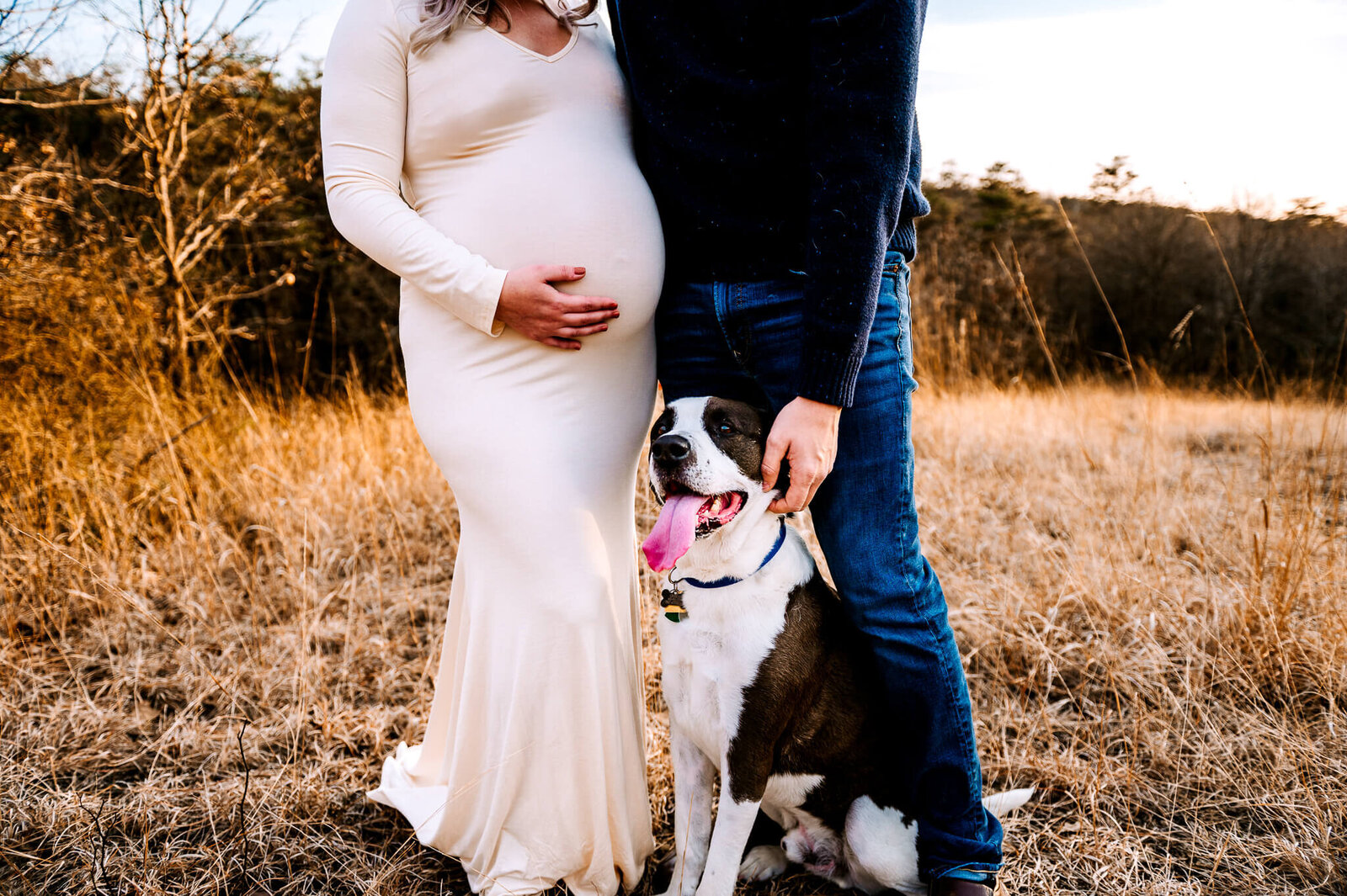 dog next to pregnant owners belly