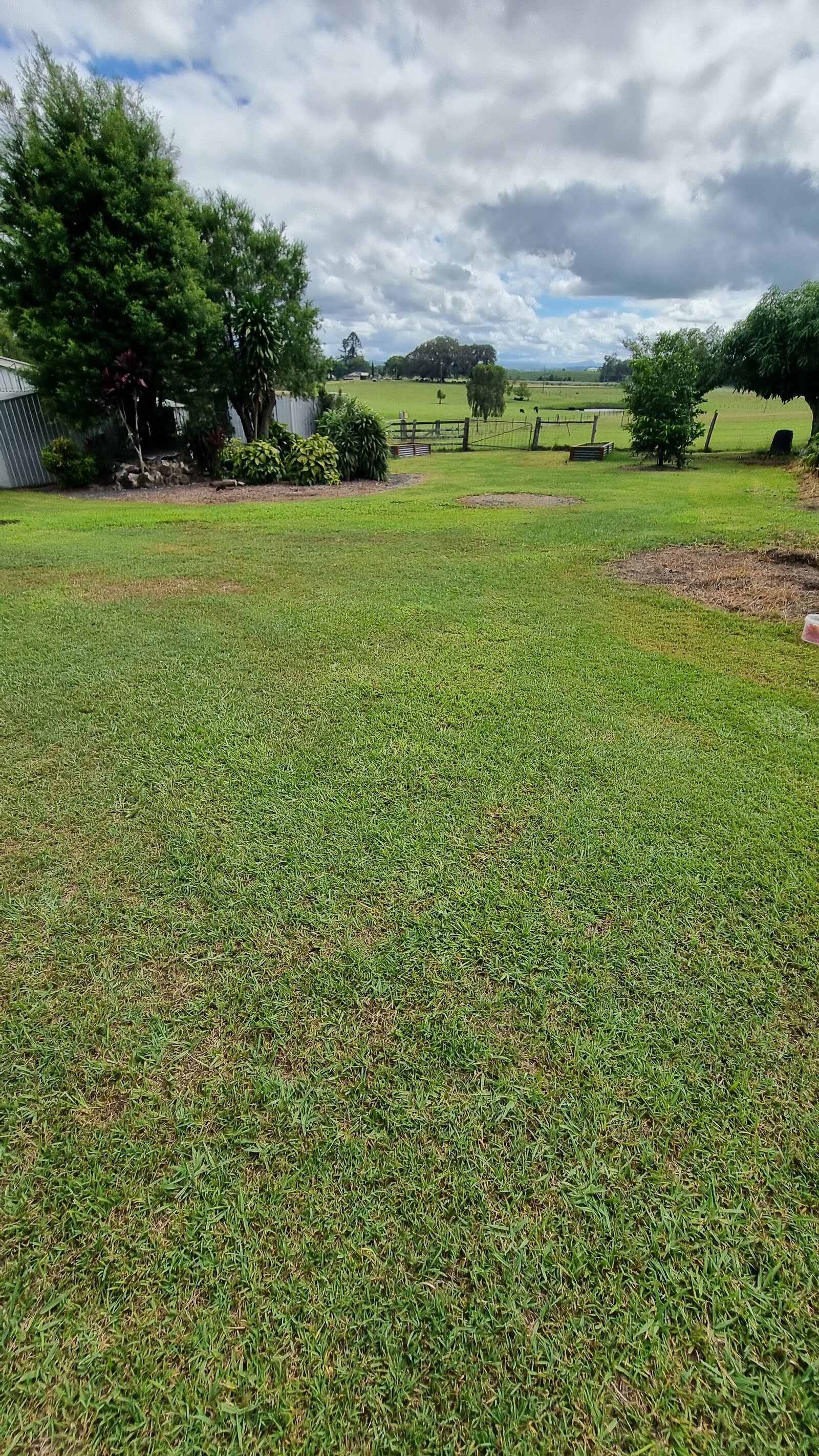 farmstay-dogs-schnoodle-breeders-schnoodle-puppies-nsw37