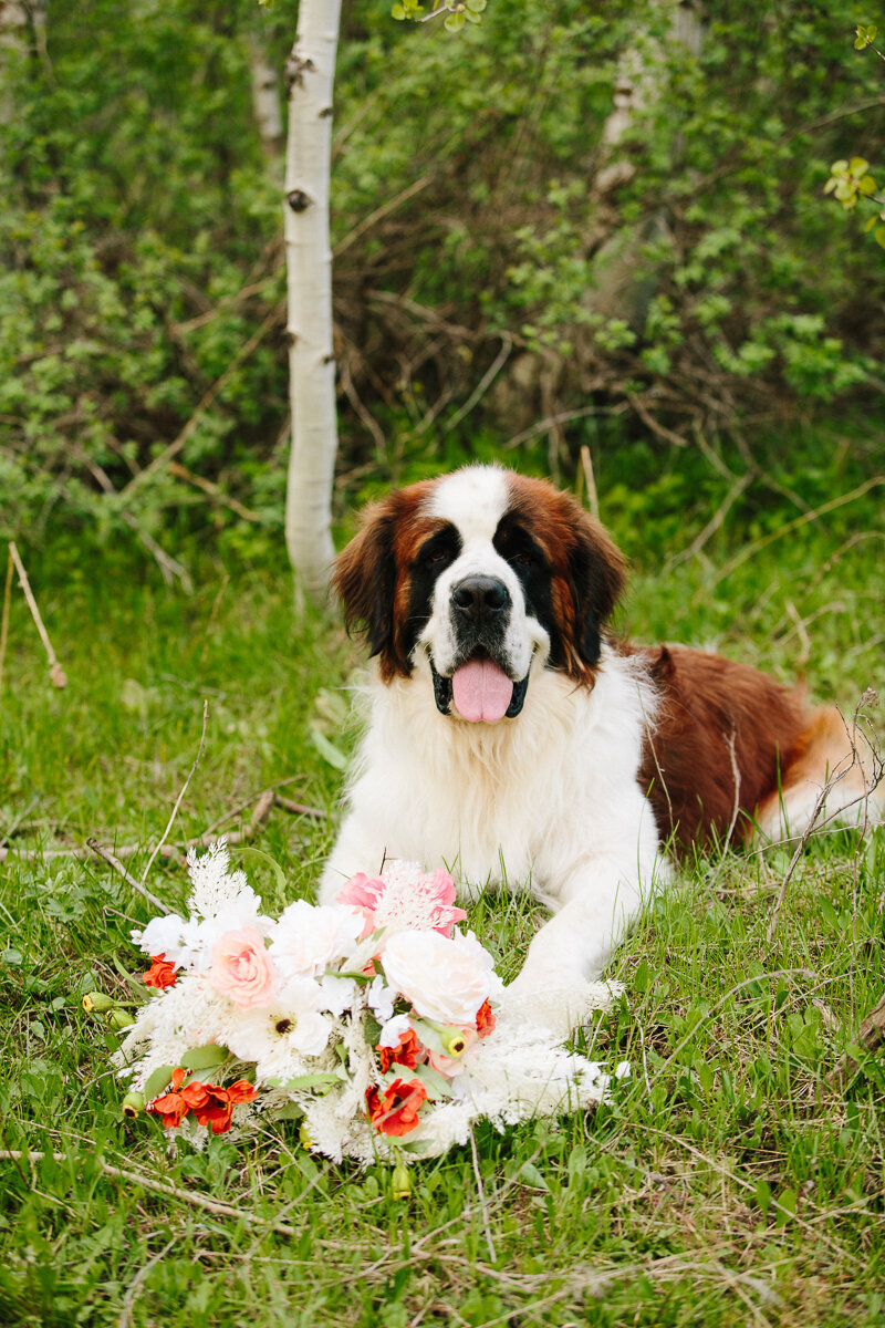 Jackson Hole photographers capture dog with bridal bouquet at Grand Teton wedding