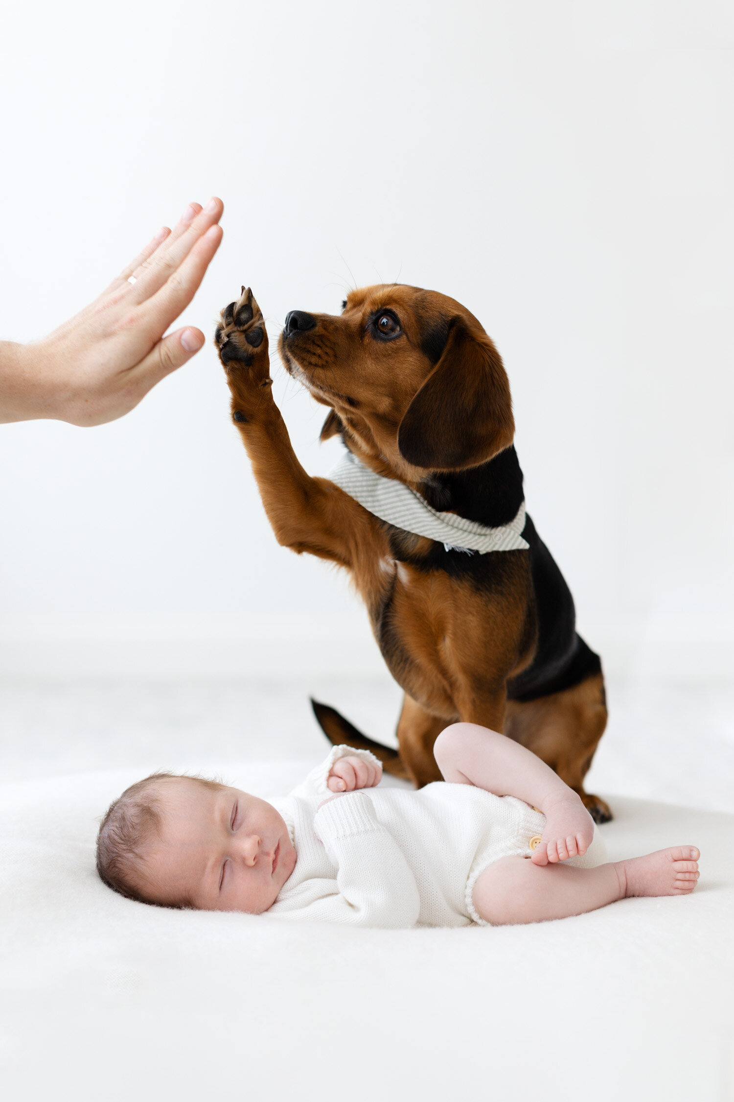 newbrn baby and dog high fiving dad