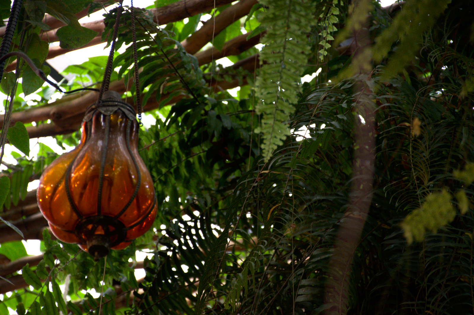 jungle_lantern