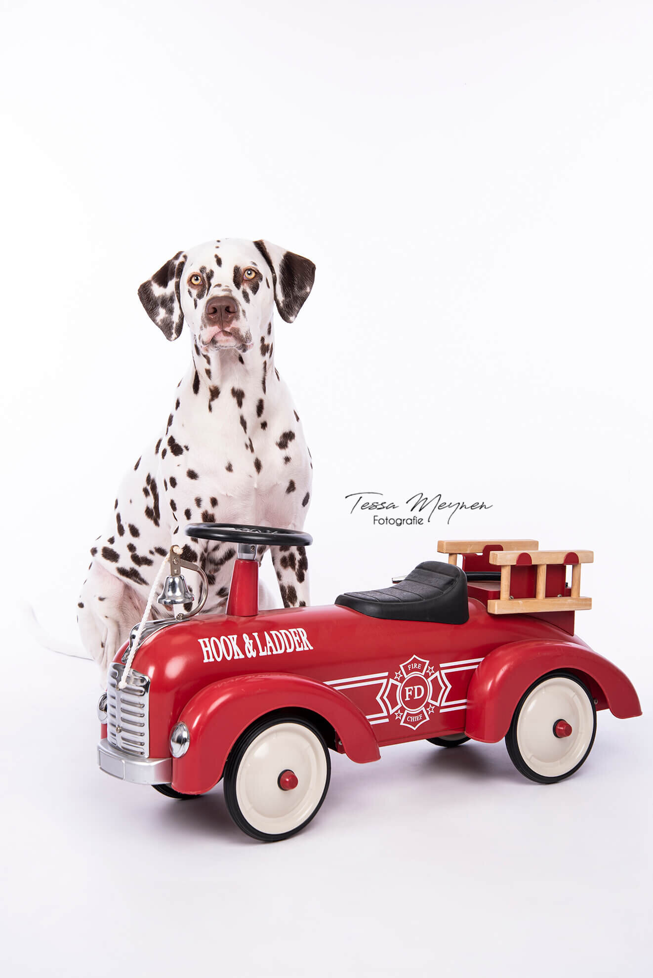 Dalmatiër bij een brandweerauto