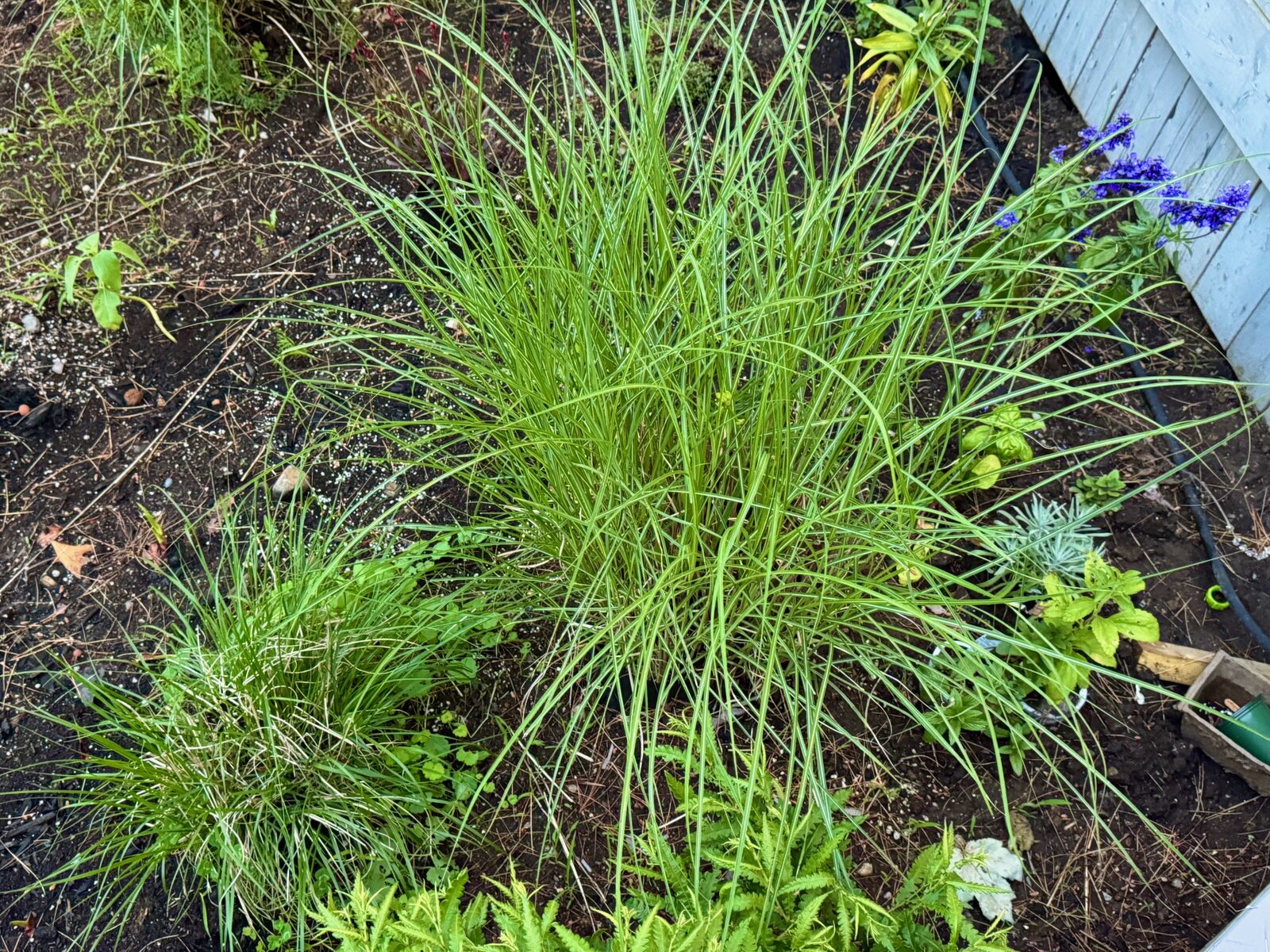 grasses