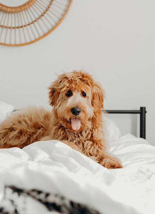 [HarperTemplate]brooke-cagle-FzY8WDs-_78-unsplash
