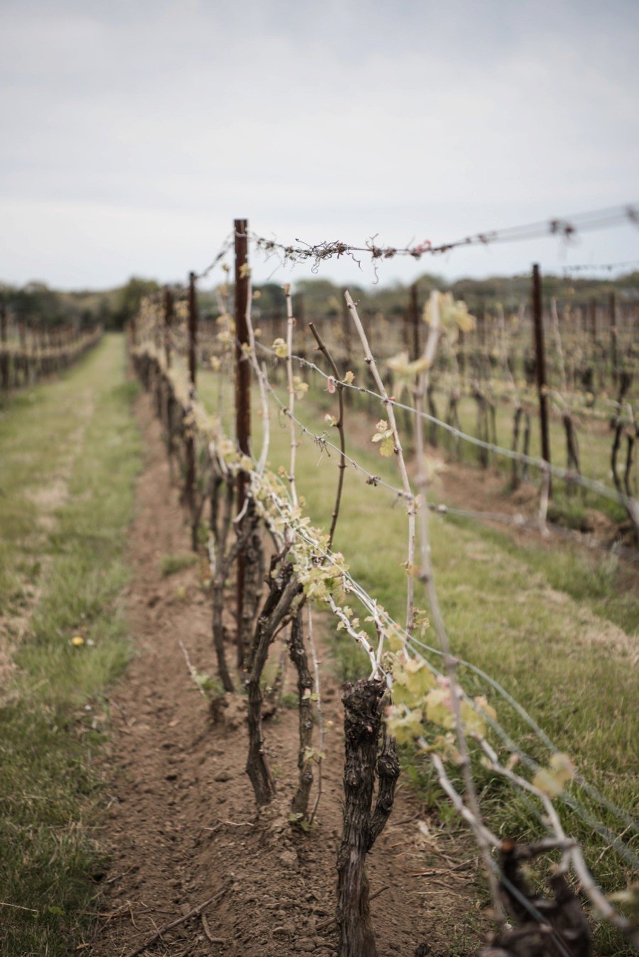 saltwater_farm_vineyard_wedding_stonington_ct_0037