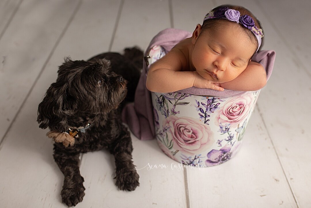 Newborn baby girl in a bucket with a dog