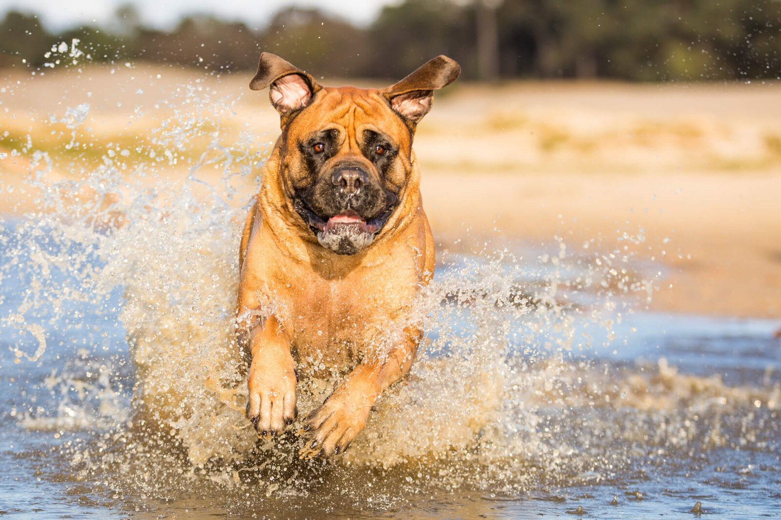 Pretty_paws_honden_fotografie_fotograaf_Den_Bosch_noord_brabant_loonse_en_drunense_duinen