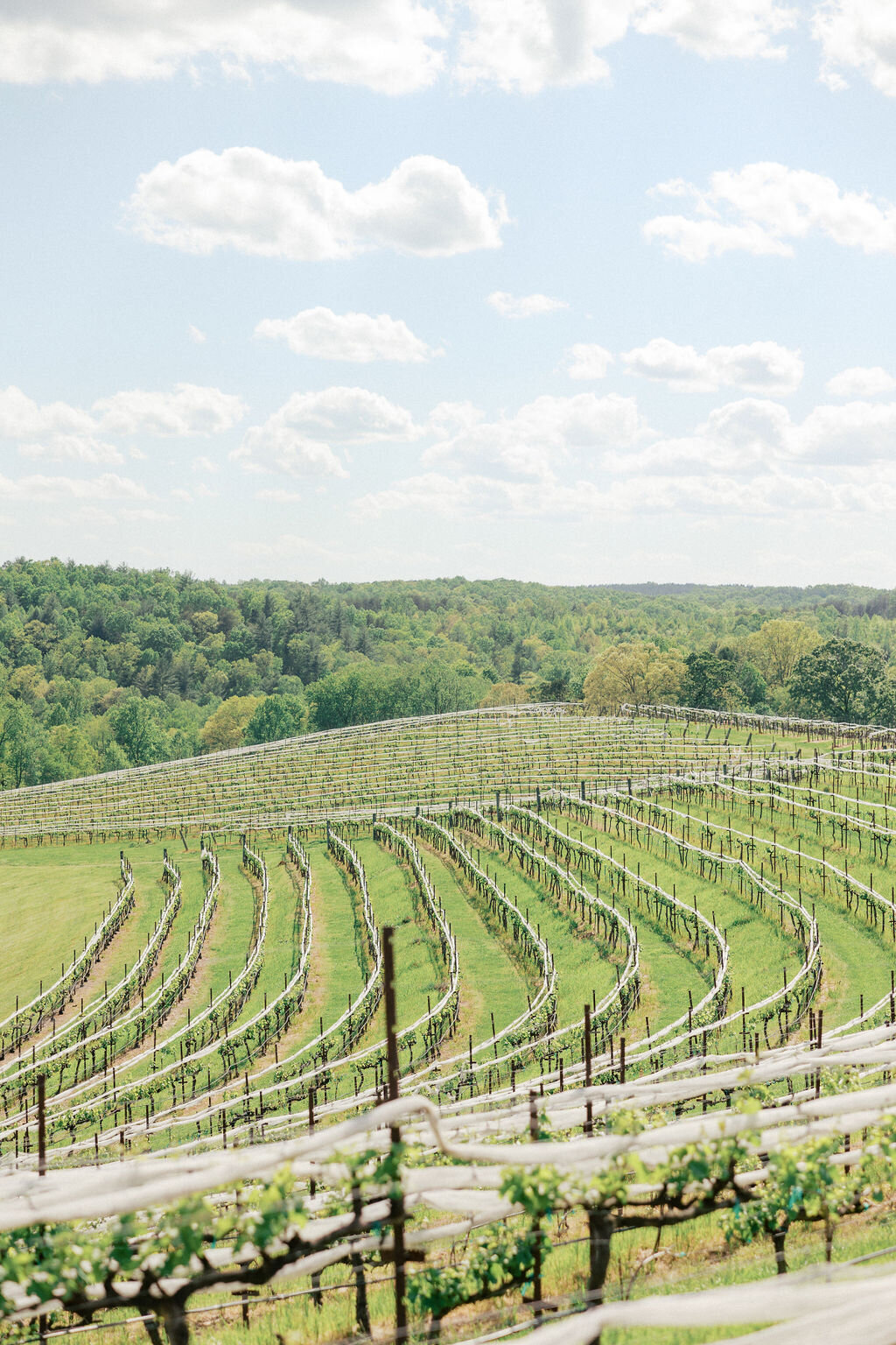 Montaluce Vineyard rows
