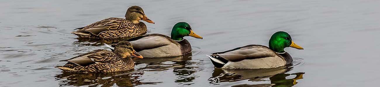 ducks-hayfield-minnesota